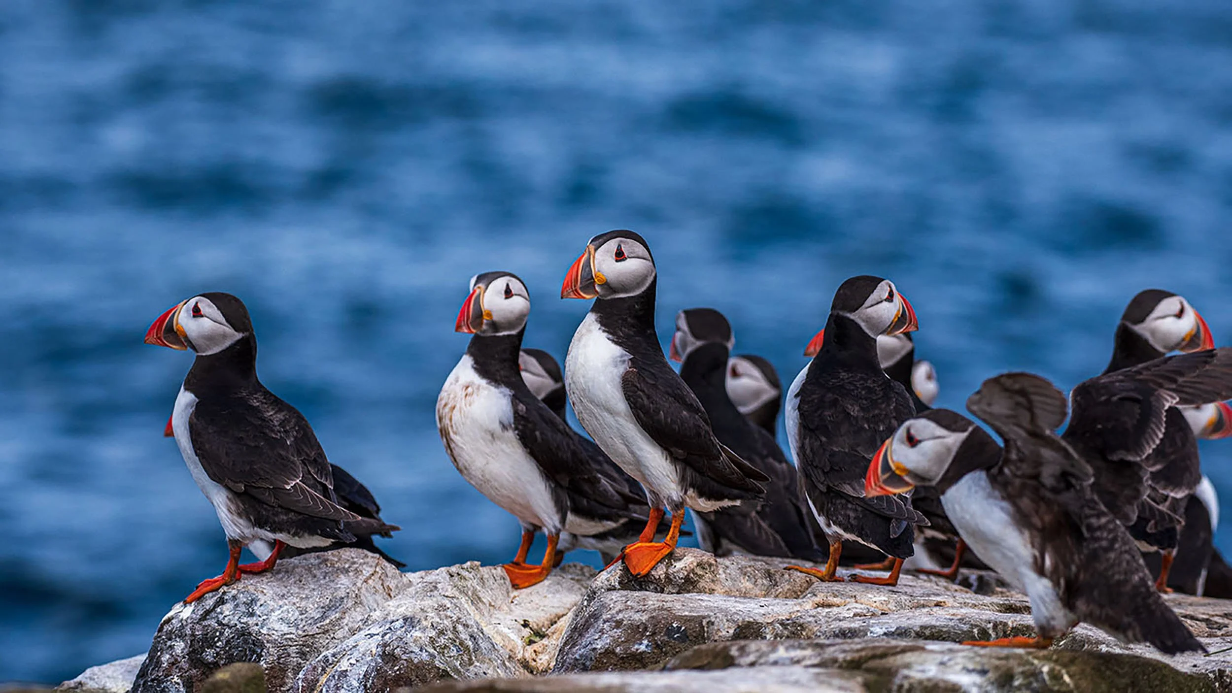 008_Puffins copy.jpg