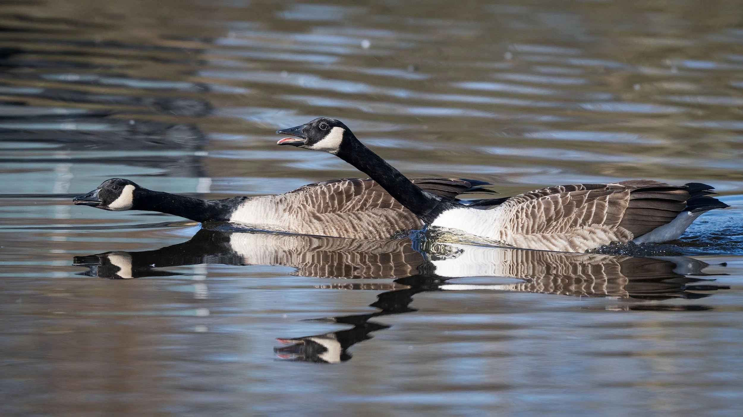 DSC_0647edit copy.jpg