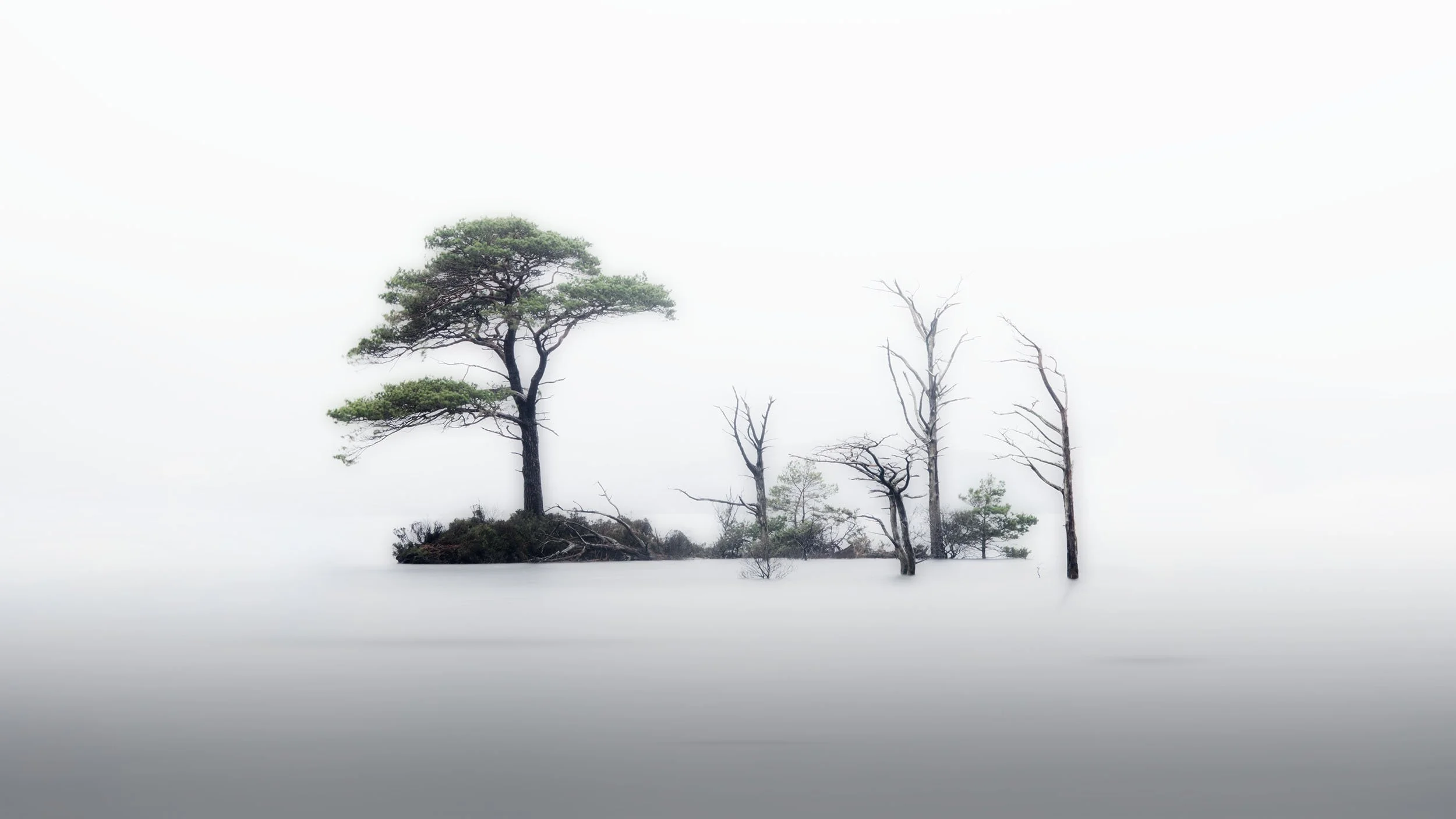 DSC_3348 moody copy.jpg