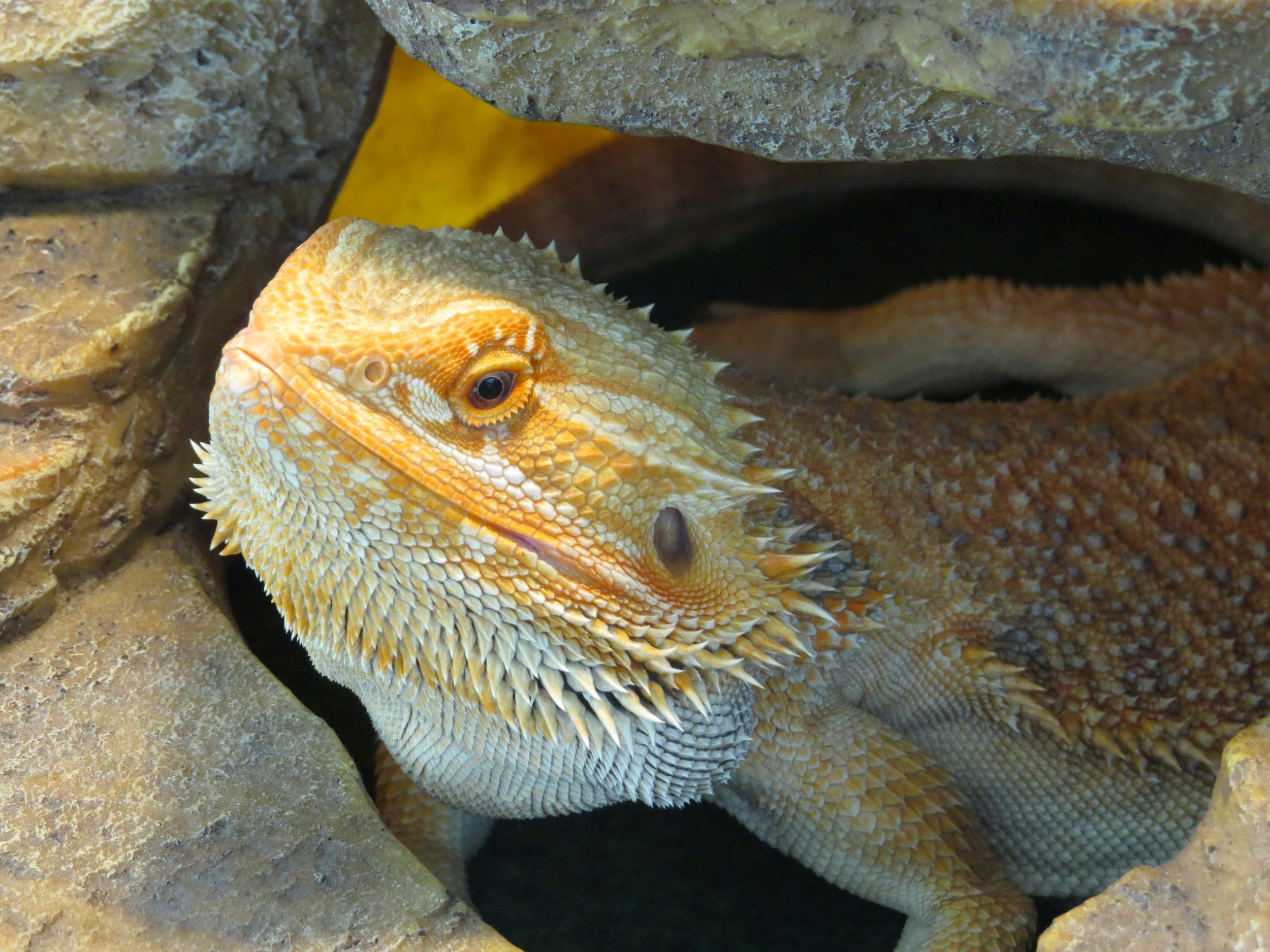 Bearded dragons