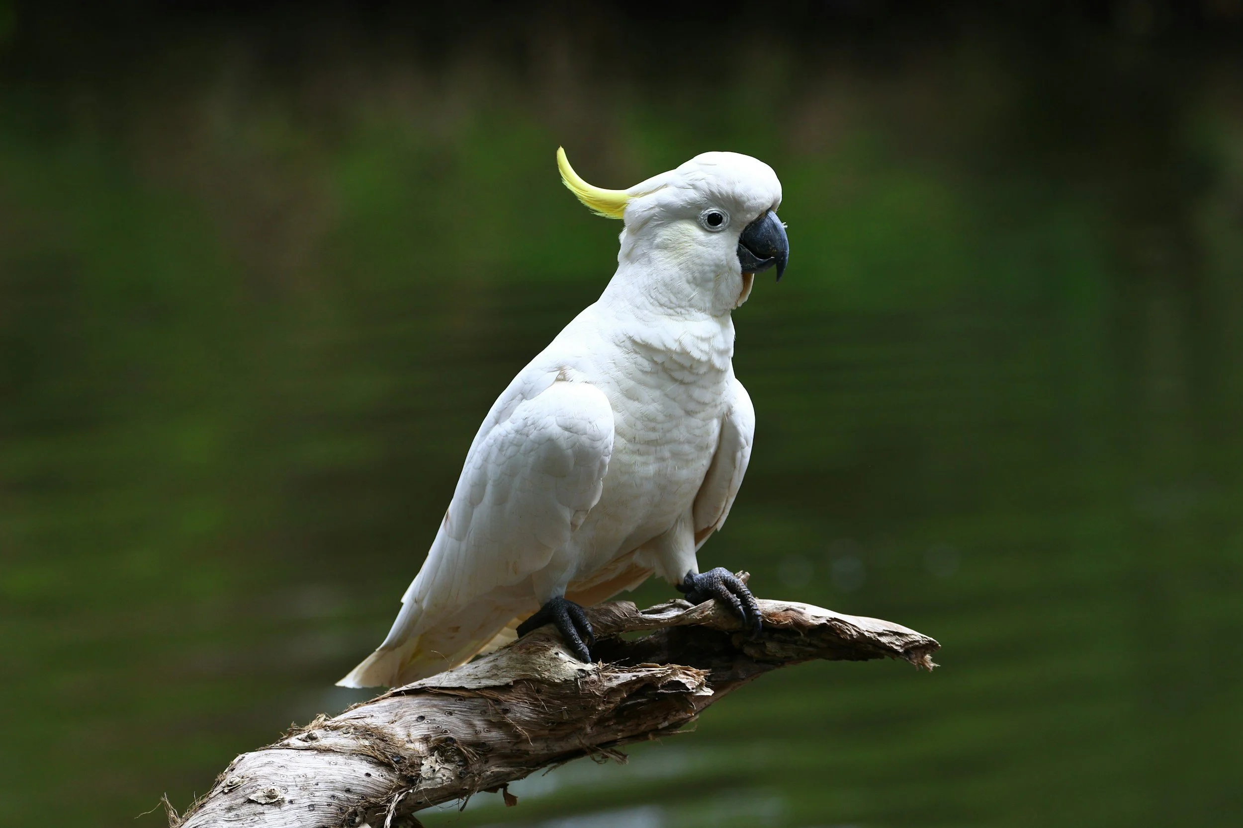 Sulphur‑crested cockatoo
