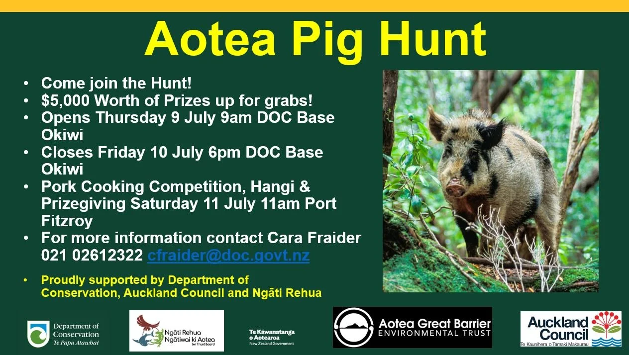 Aotea Pig Hunt