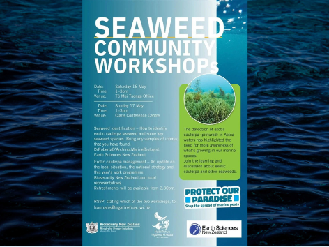 Seaweed Community Workshops on Aotea