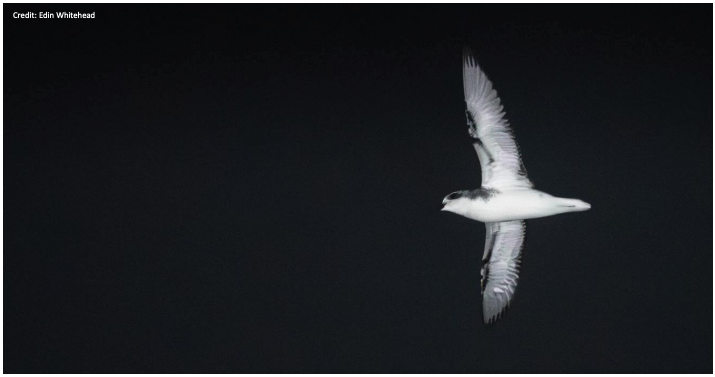Mapping the Nocturnal Transit Corridor of Tītī Across the Auckland–Northland Isthmus - Project Report released from The Seabird Trust