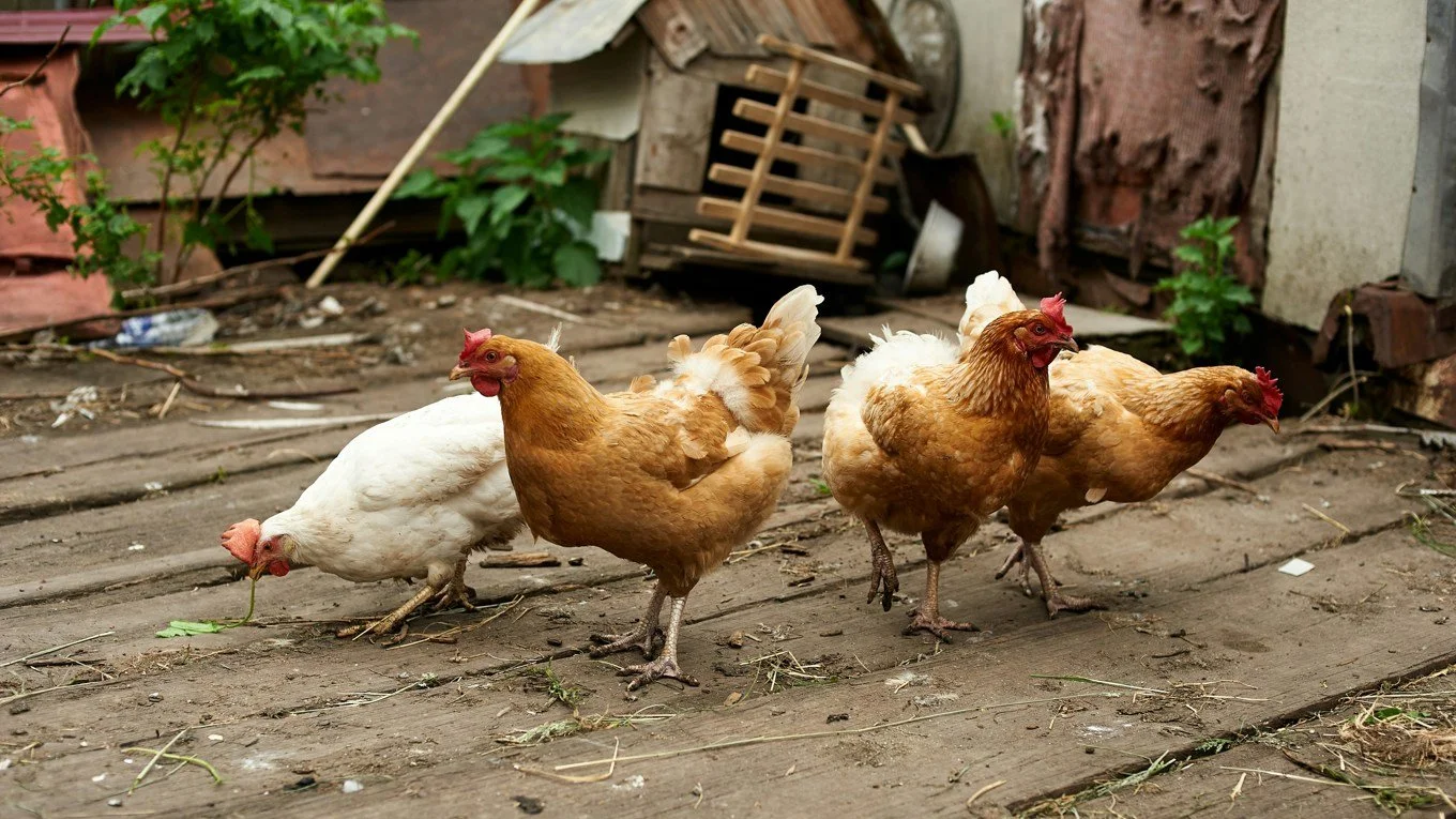 Avian Flu: A Notice from Auckland Council