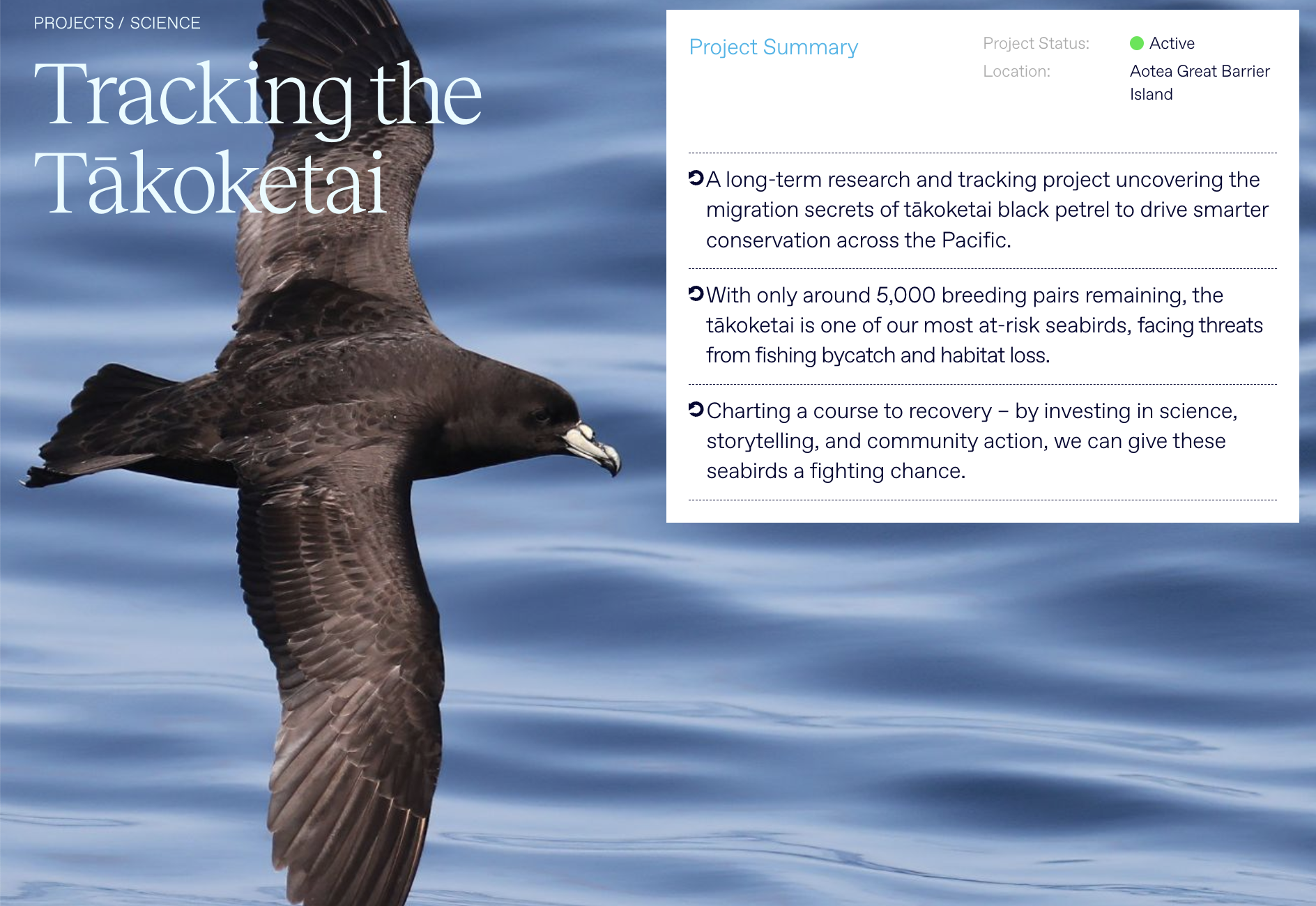 Live Ocean Tracking the Tākoketai