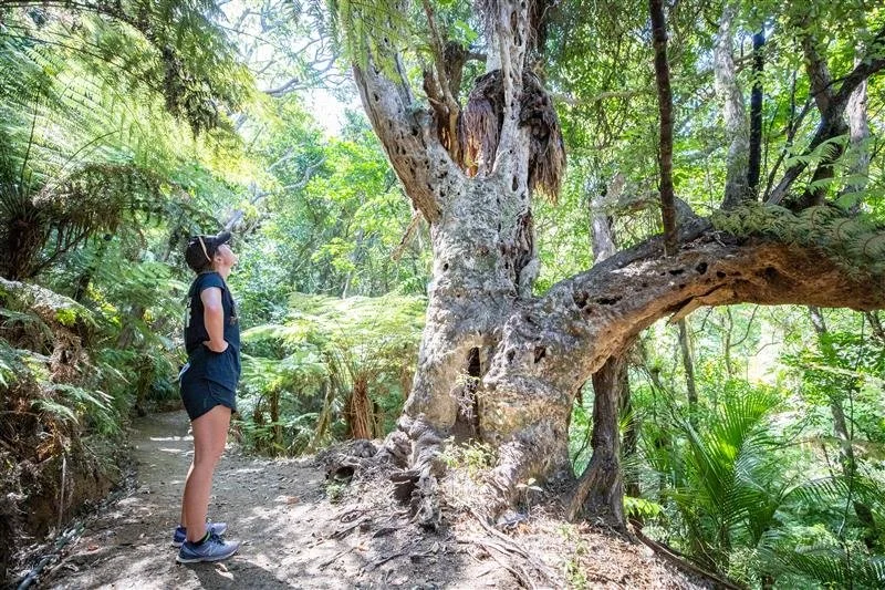 A young girl in a black shirt and shorts walking in a lush green forest, looking at a large, old, twisted tree.