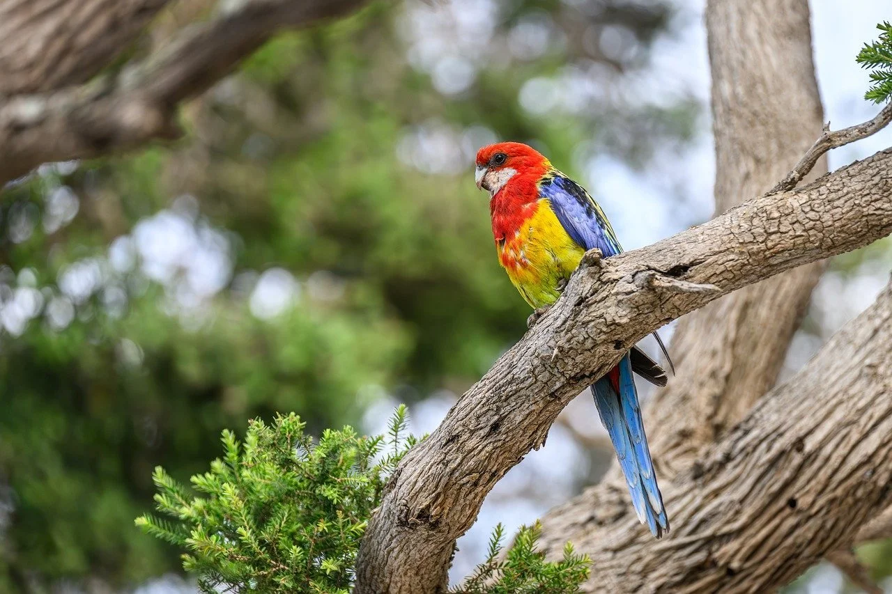 Eastern Rosella