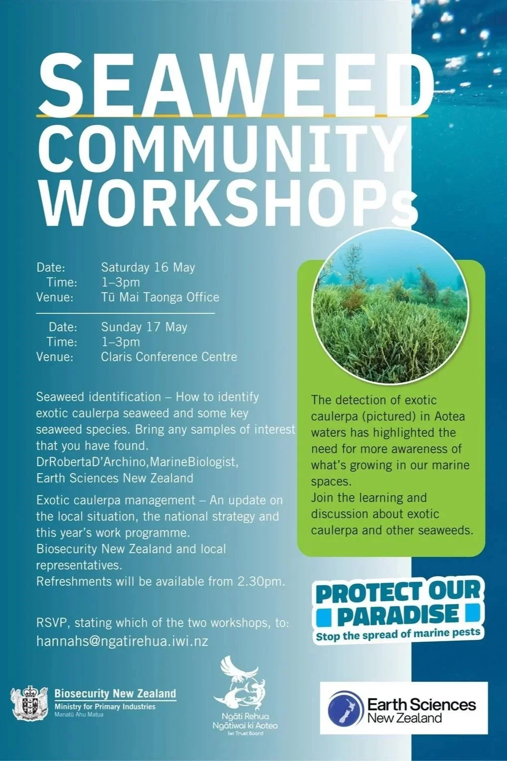 Seaweed workshop.webp