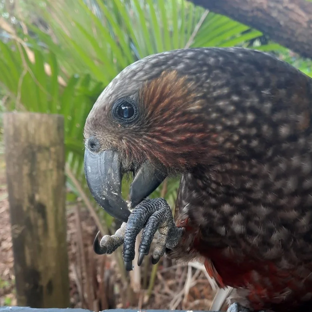 Close-up of a bird of prey, possibly a hawk or falcon, with a large hooked beak, dark eyes, and intricate feather patterns, holding its talon close to its face amid green foliage.