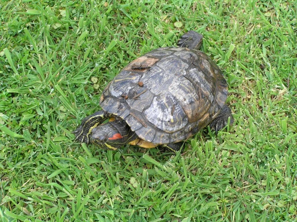 Red-eared slider turtle