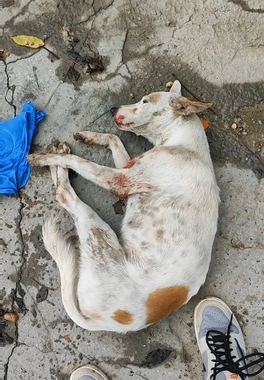 WhatsApp Image 2025-12-09 at 15.56.57.jpeg