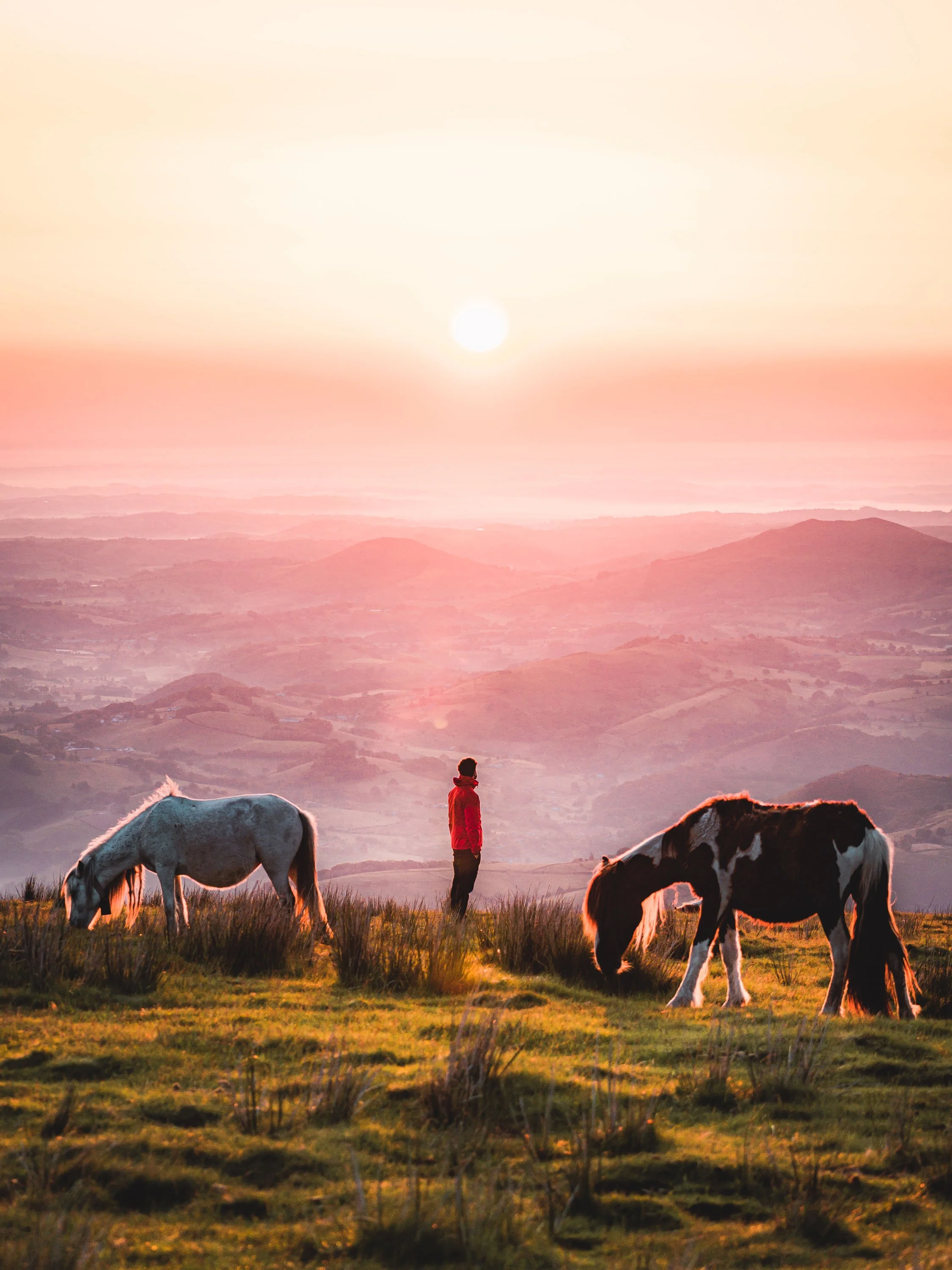 chevaux pays basque