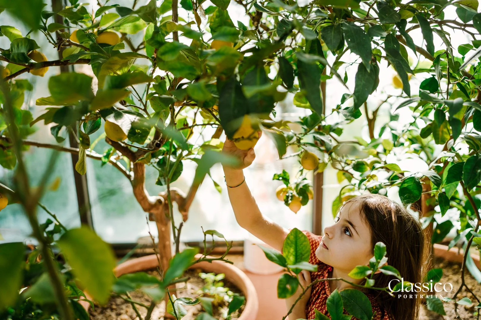 A young girl with brown hair and a patterned shirt reaching up to pick a lemon from a lemon tree indoors, with sunlight coming through large windows in the background.