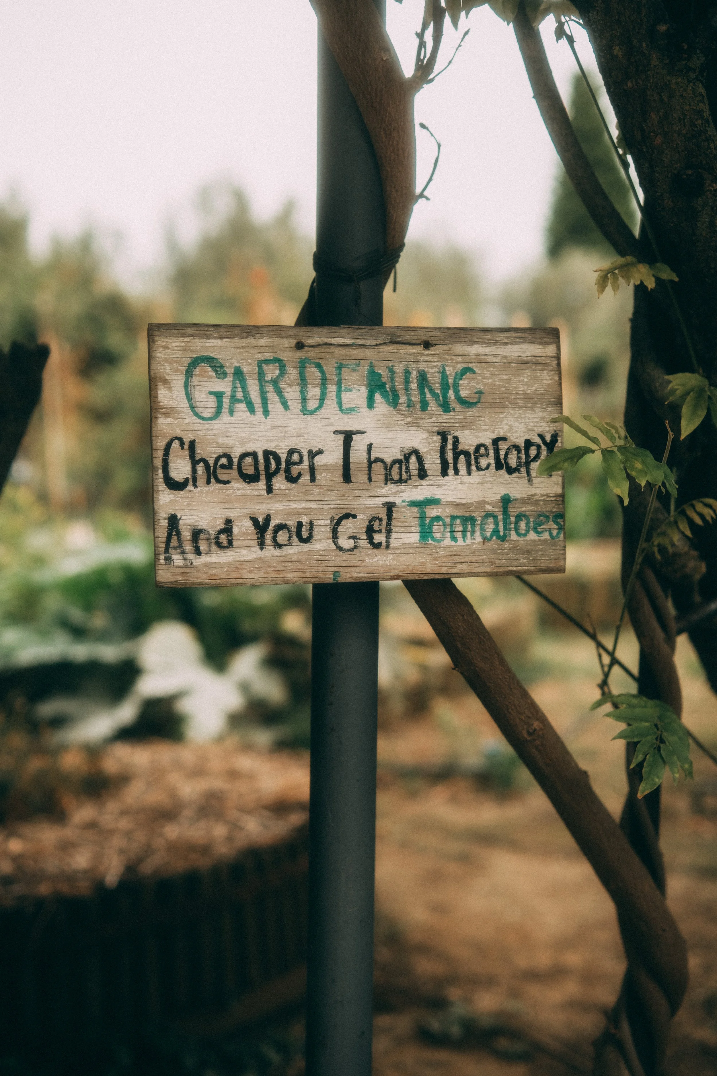 A wooden sign hanging from a tree branch reads, 'GARDENING Cheaper Than Therapy And You Get Tomatoes'. The background shows a garden with plants and blurred greenery.