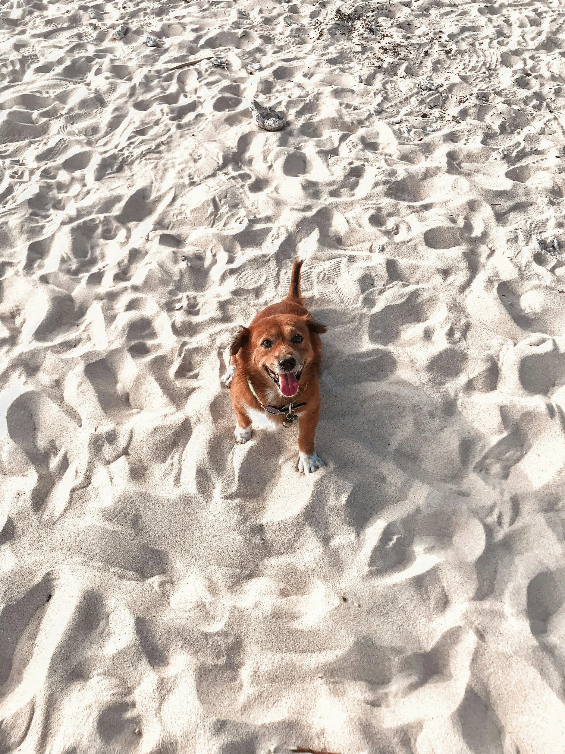 A happy brown and white dog standing on sandy beach with footprints and scattered rocks