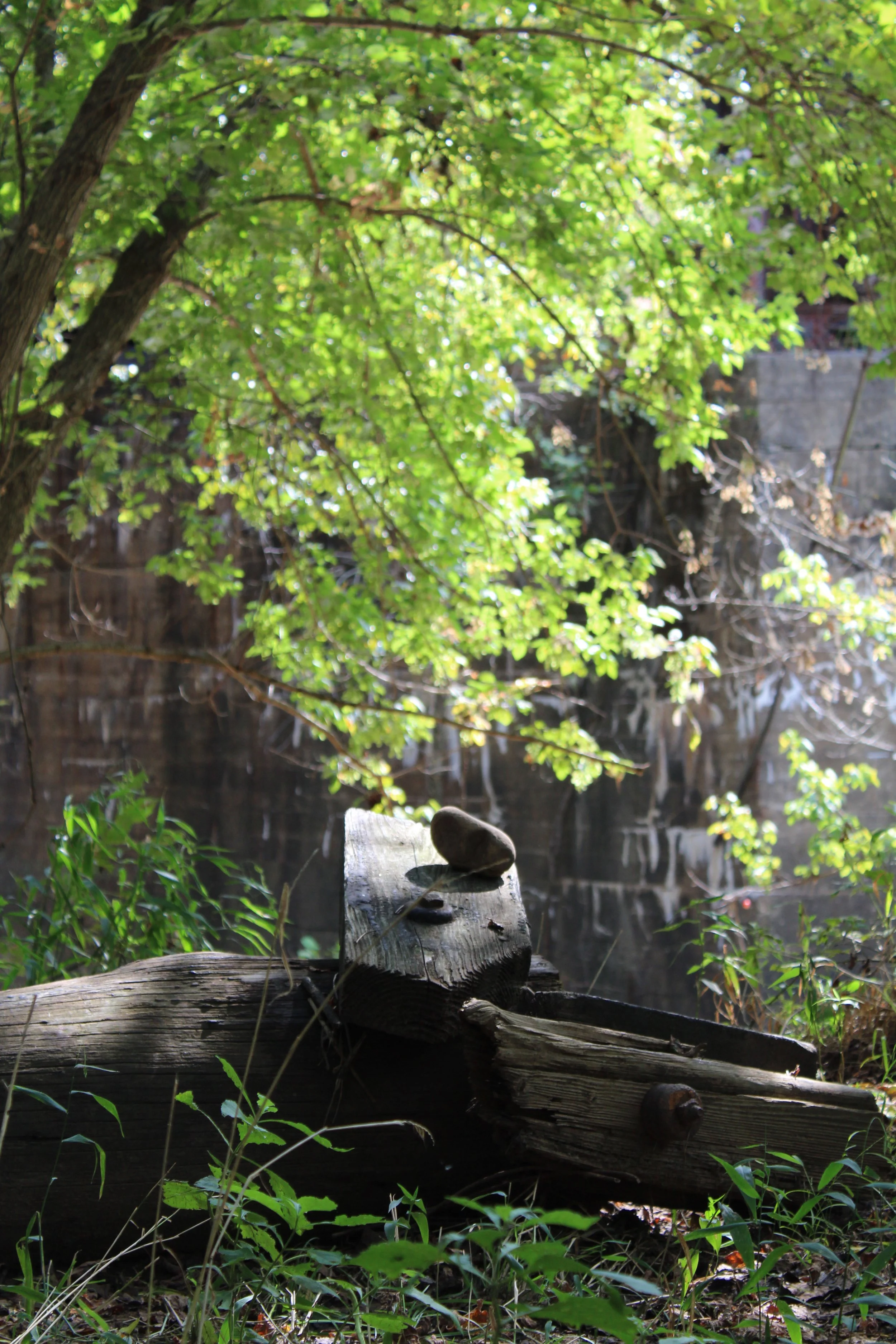 A fallen tree trunk in a lush green forest with a large rock balanced on top. Bright sunlight filters through the leaves, illuminating the scene.
