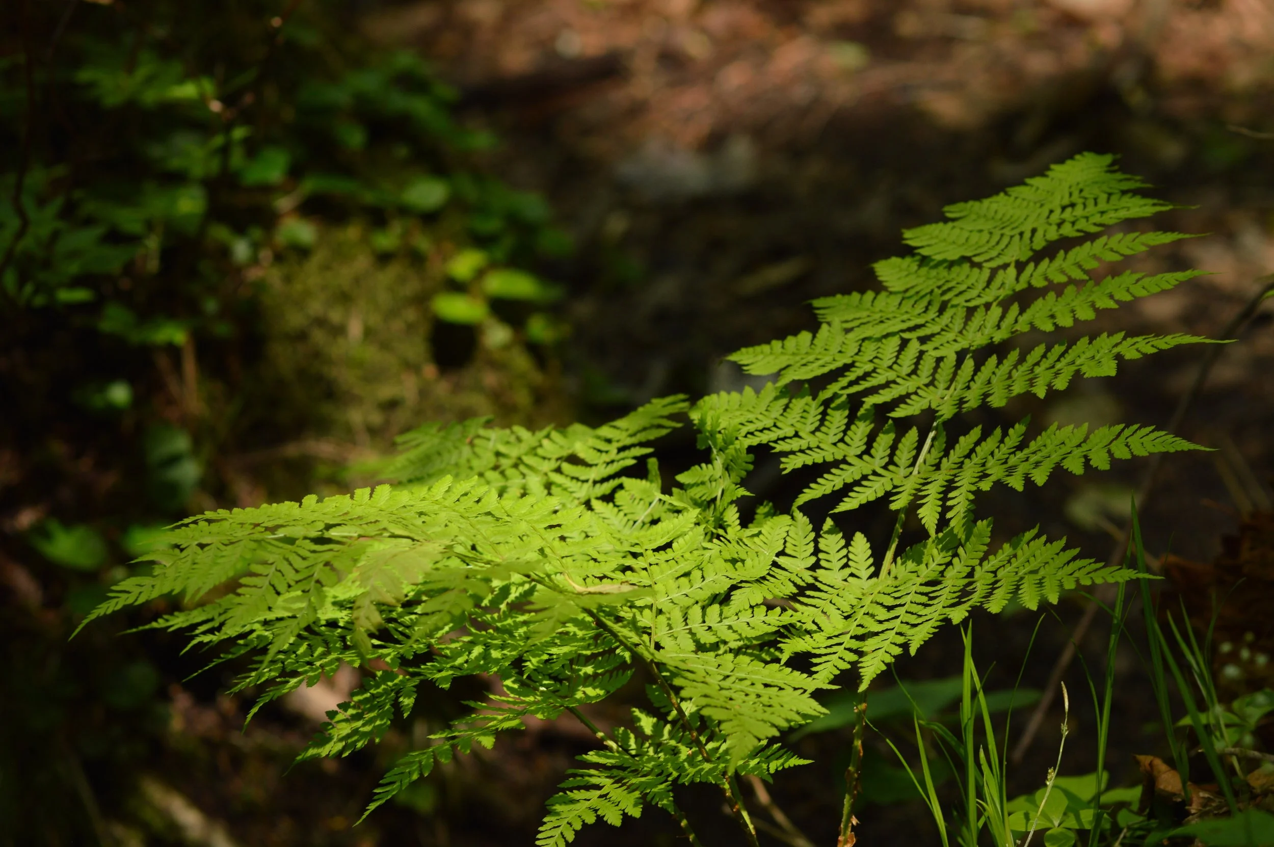 DSC_2132.JPG