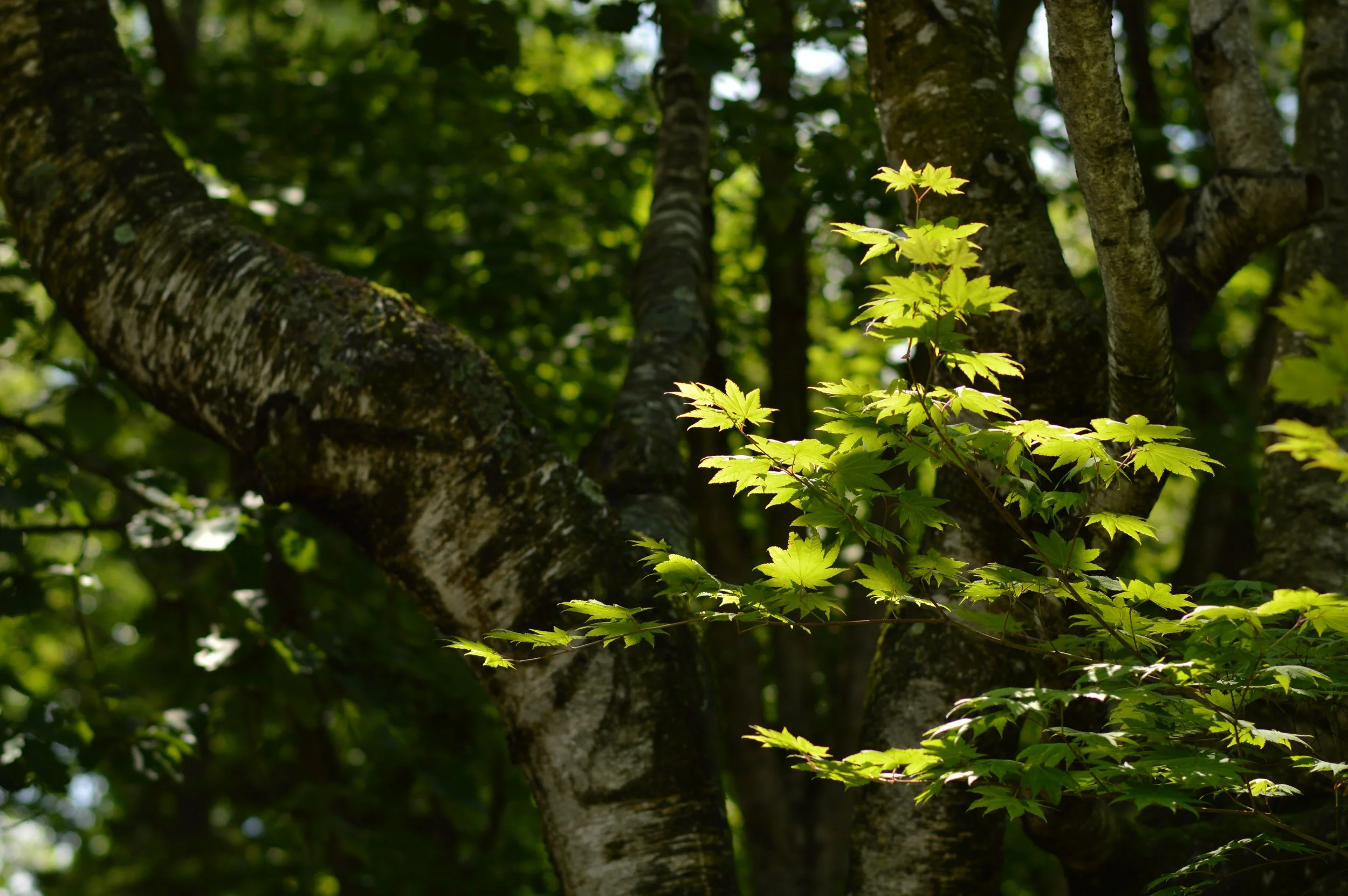 DSC_2089.JPG