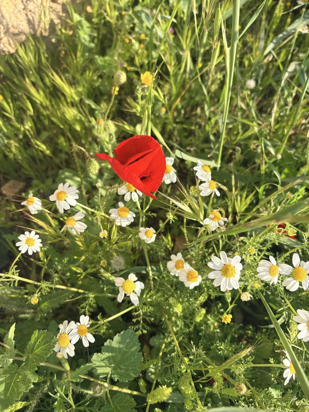 An assortment of sunflowers, with one red poppy emerging, in a blooming field.