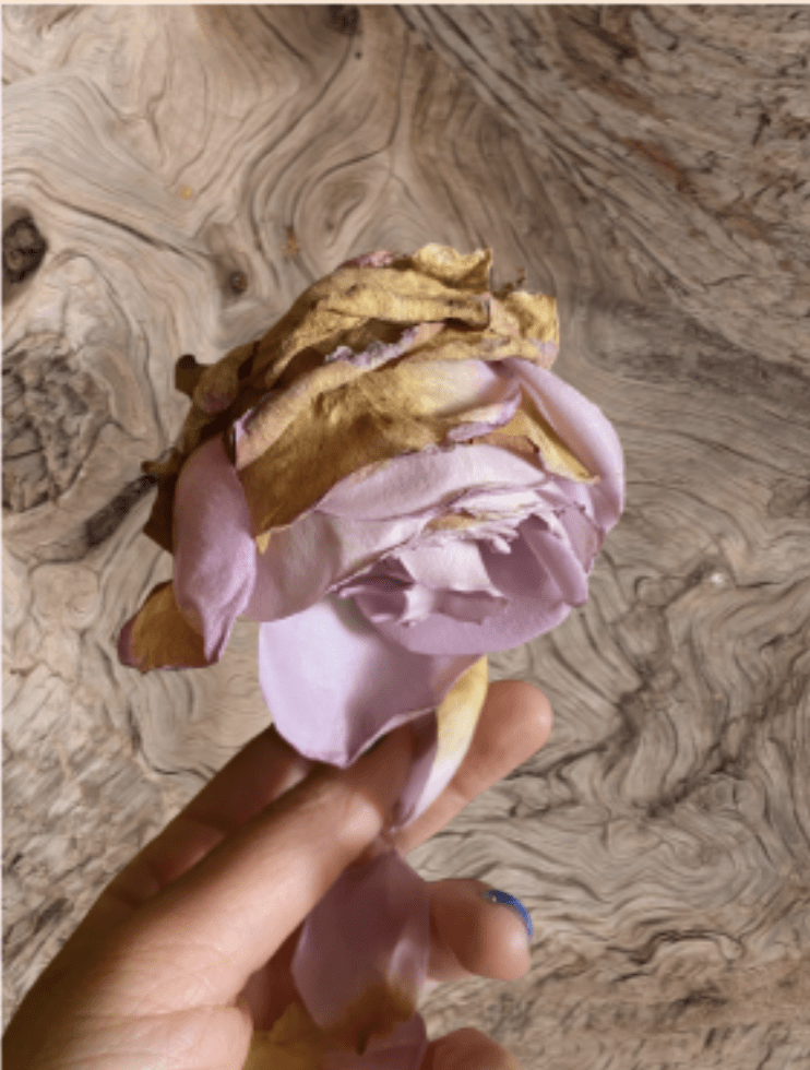 Hand with blue nail polish holding a light purple flower against a wood background.