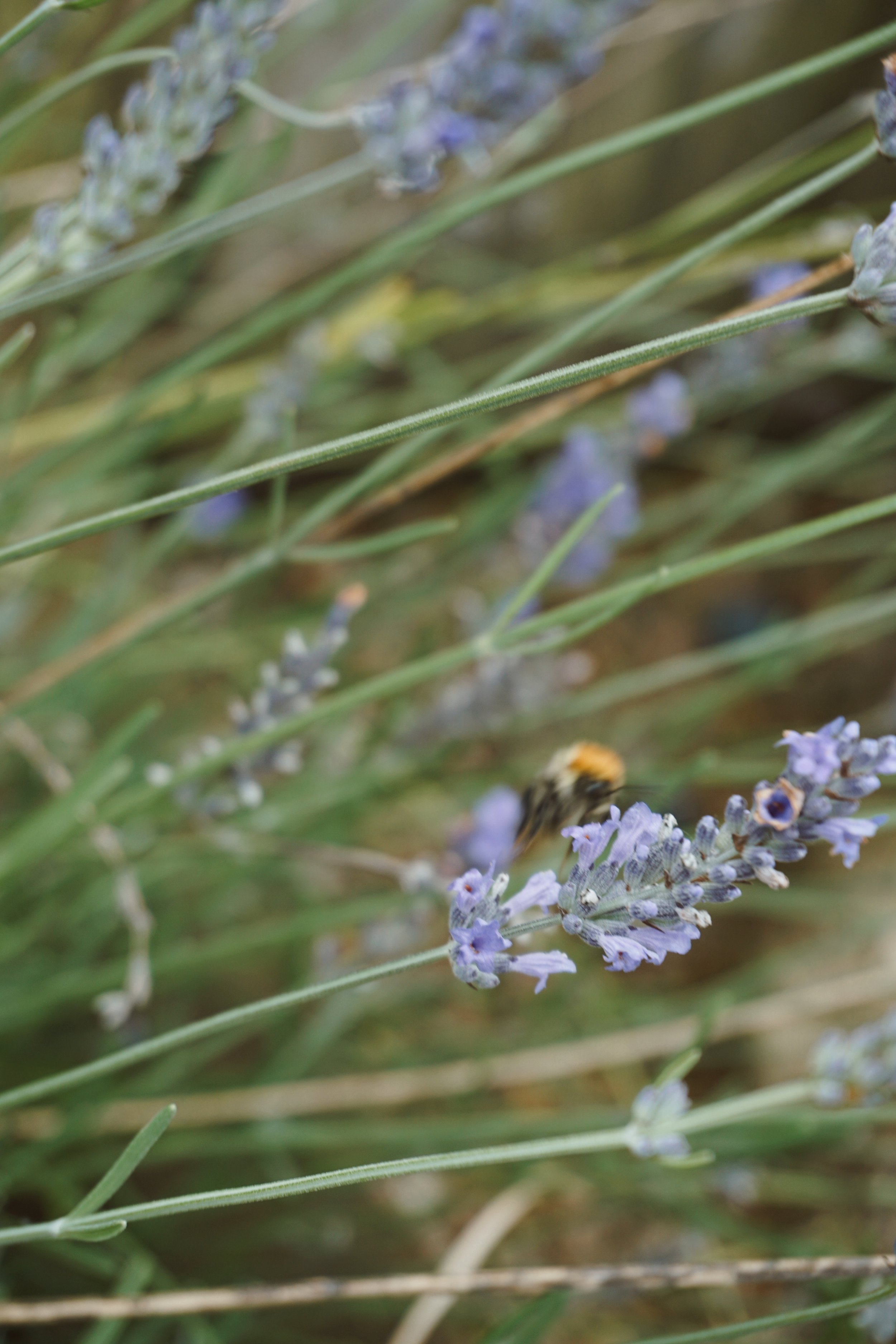 Lavender growing in coastal garden at Stargazey near Mawgan Porth.