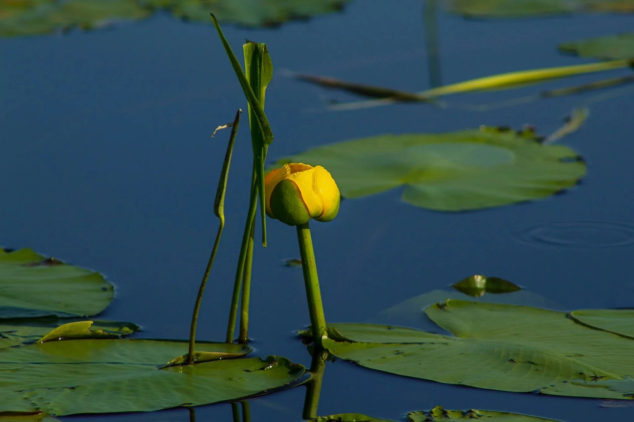 Yellow+26.jpg