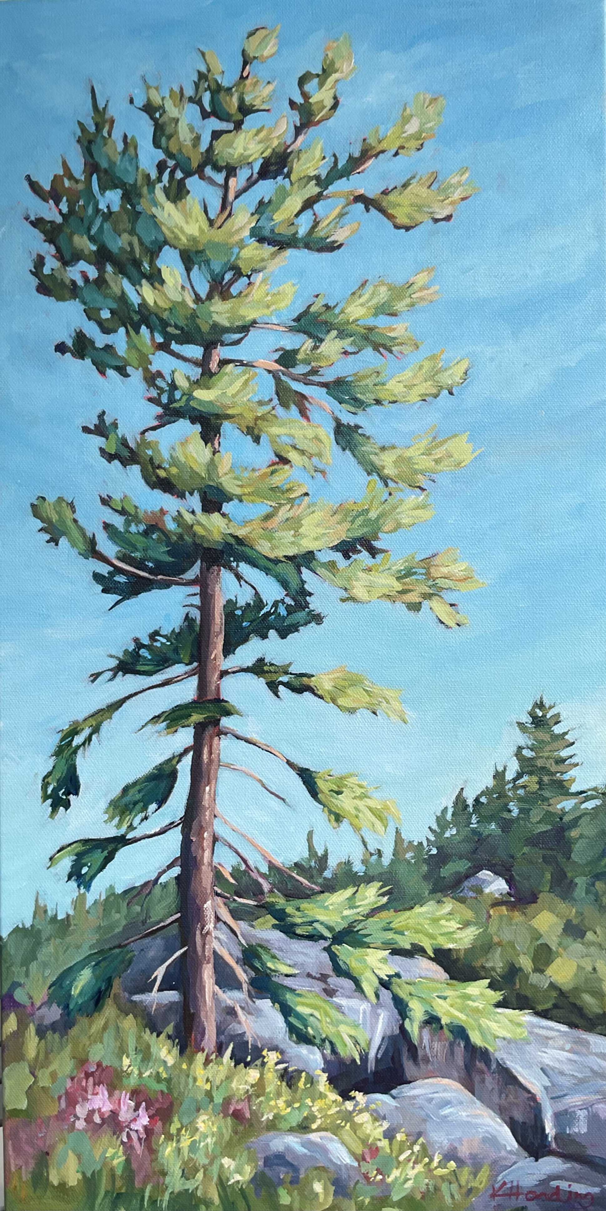 "Tall Tree on the Trail"