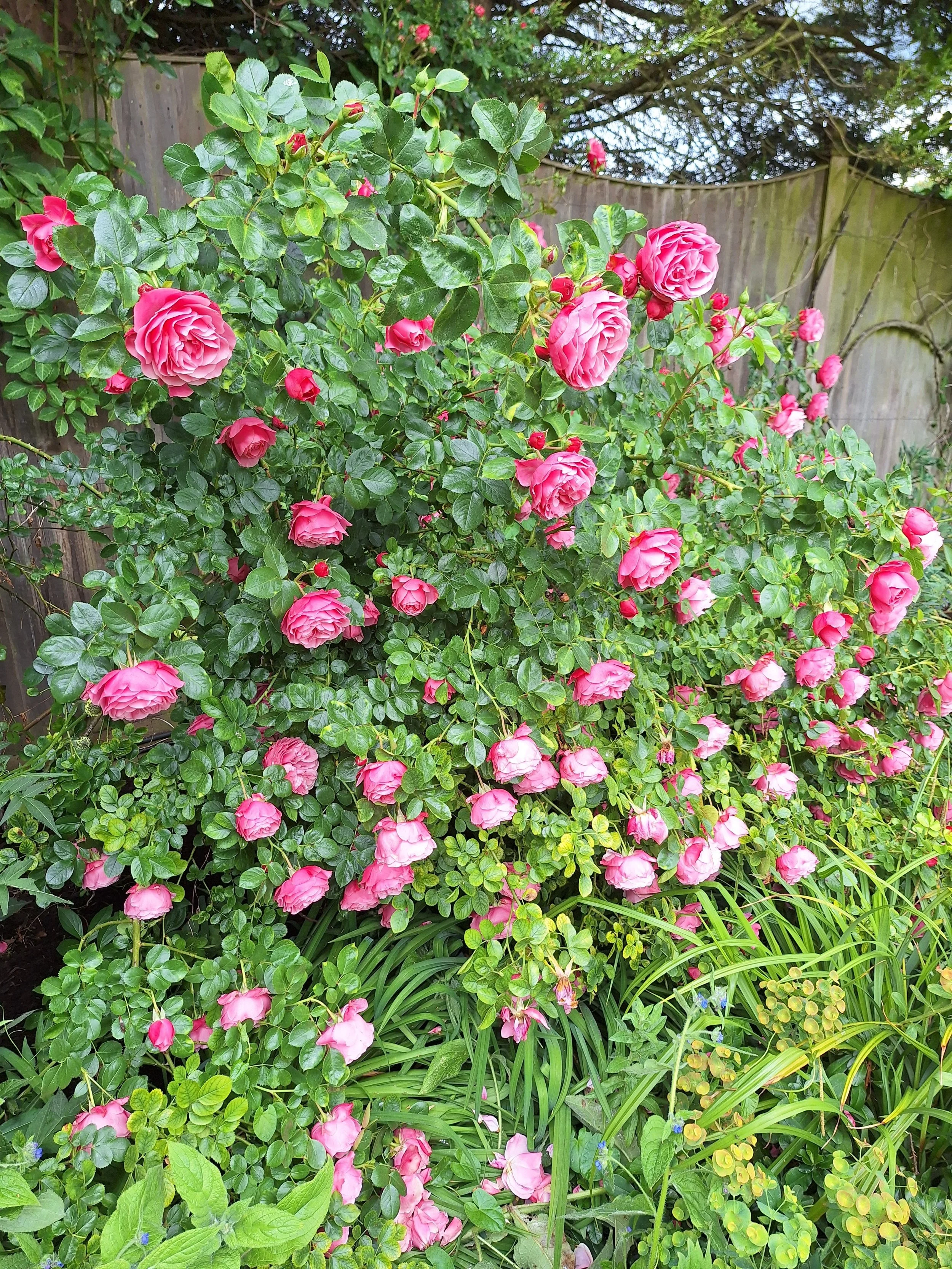 A dense garden bush with multiple pink roses in full bloom and green leaves, surrounded by green plants, with a wooden fence and trees in the background.