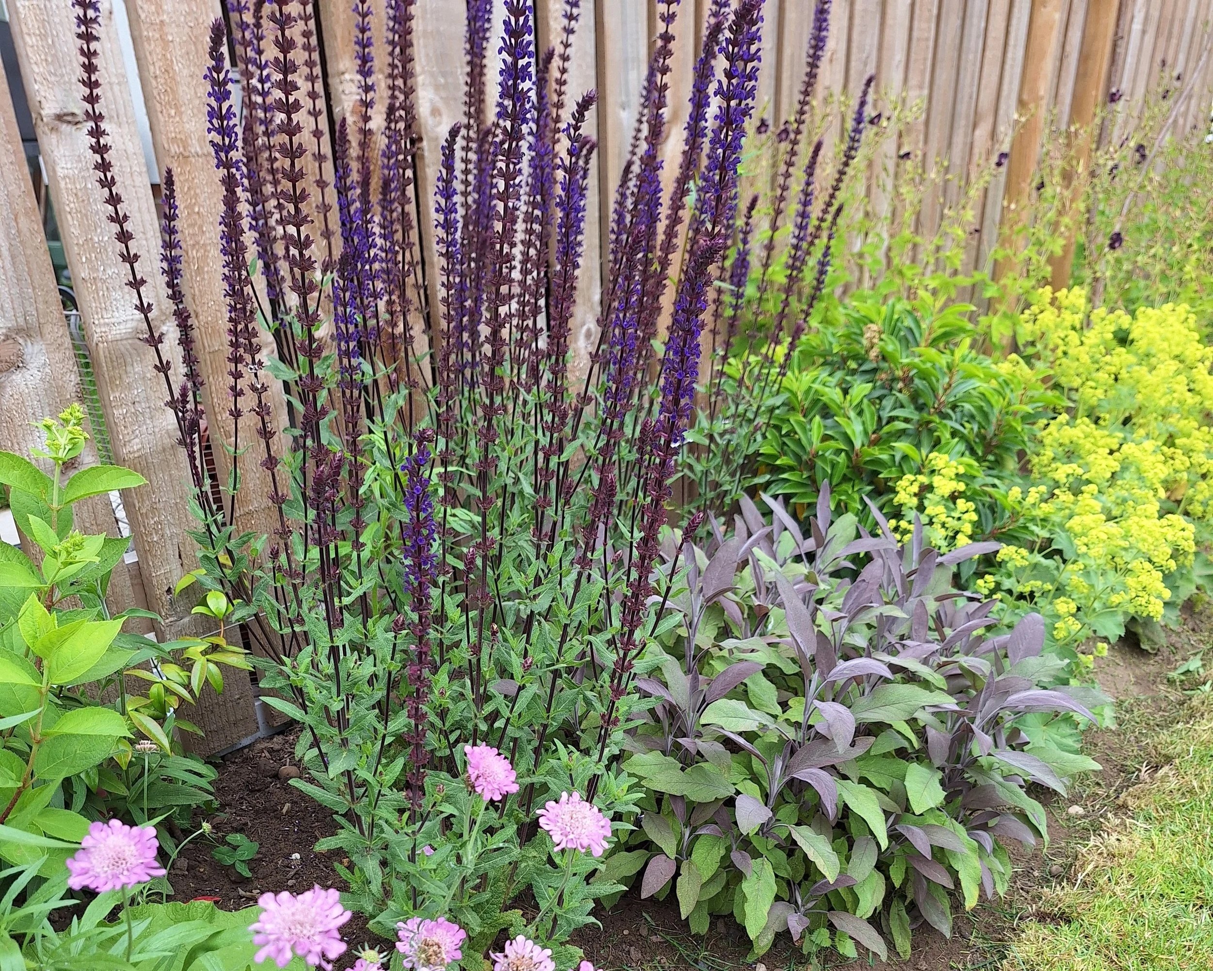 A backyard garden with newly planted flowers and shrubs, bordered by a gray wooden fence