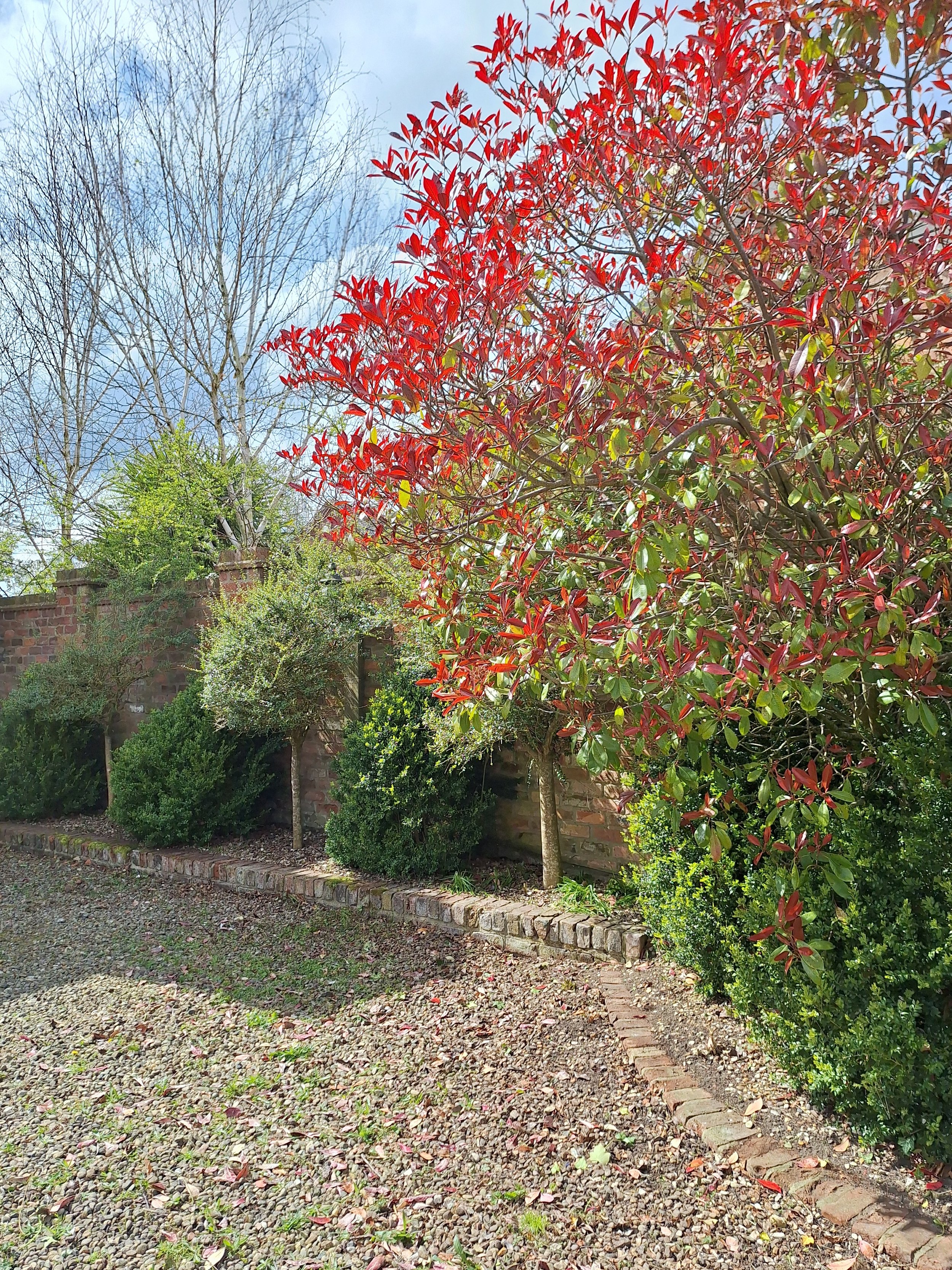 A garden scene with a brick wall, several small trees and bushes, one with red leaves, against a blue sky.
