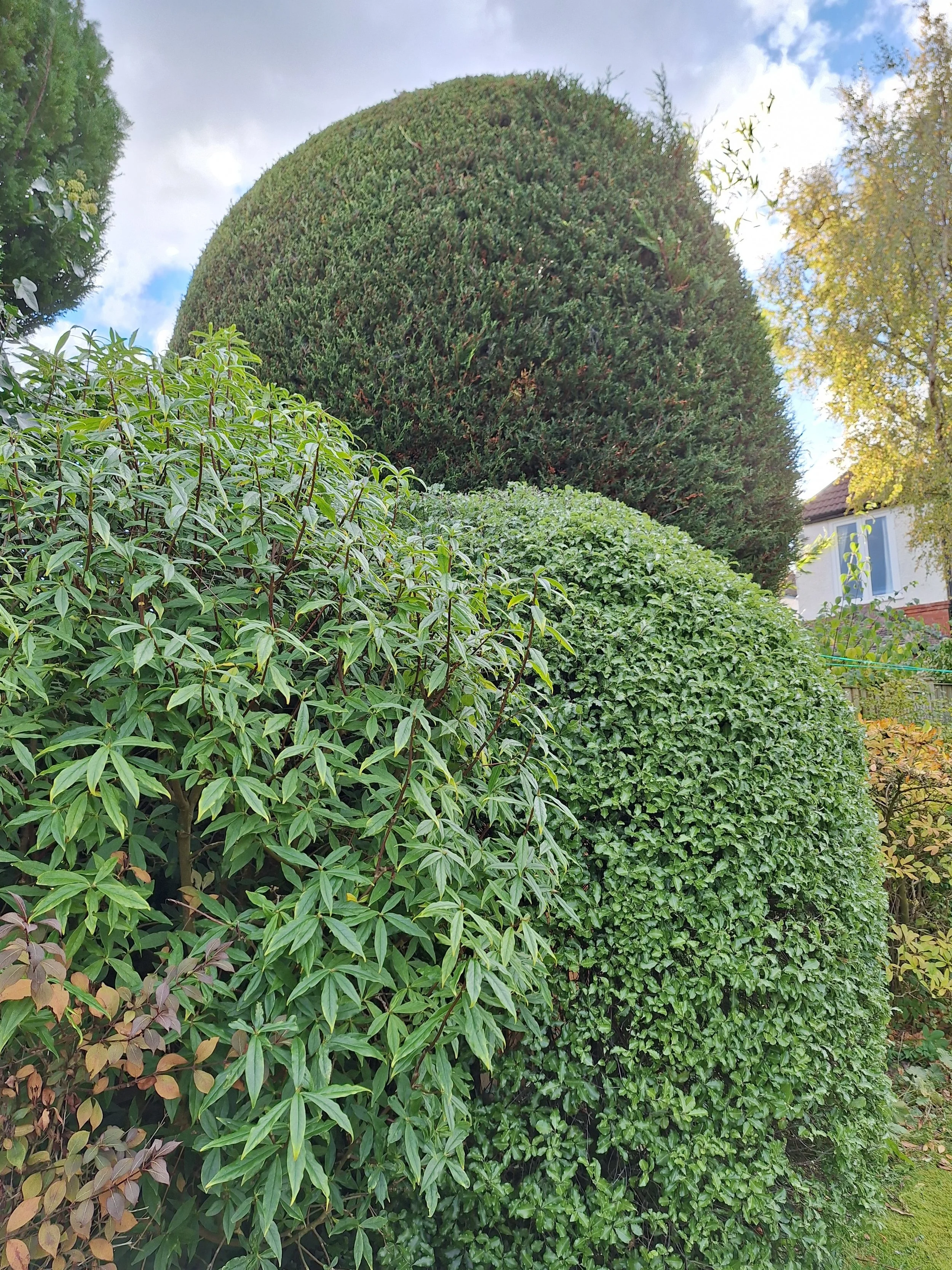 Close-up of various trimmed and rounded green bushes and trees in a garden, with a partly cloudy sky in the background.