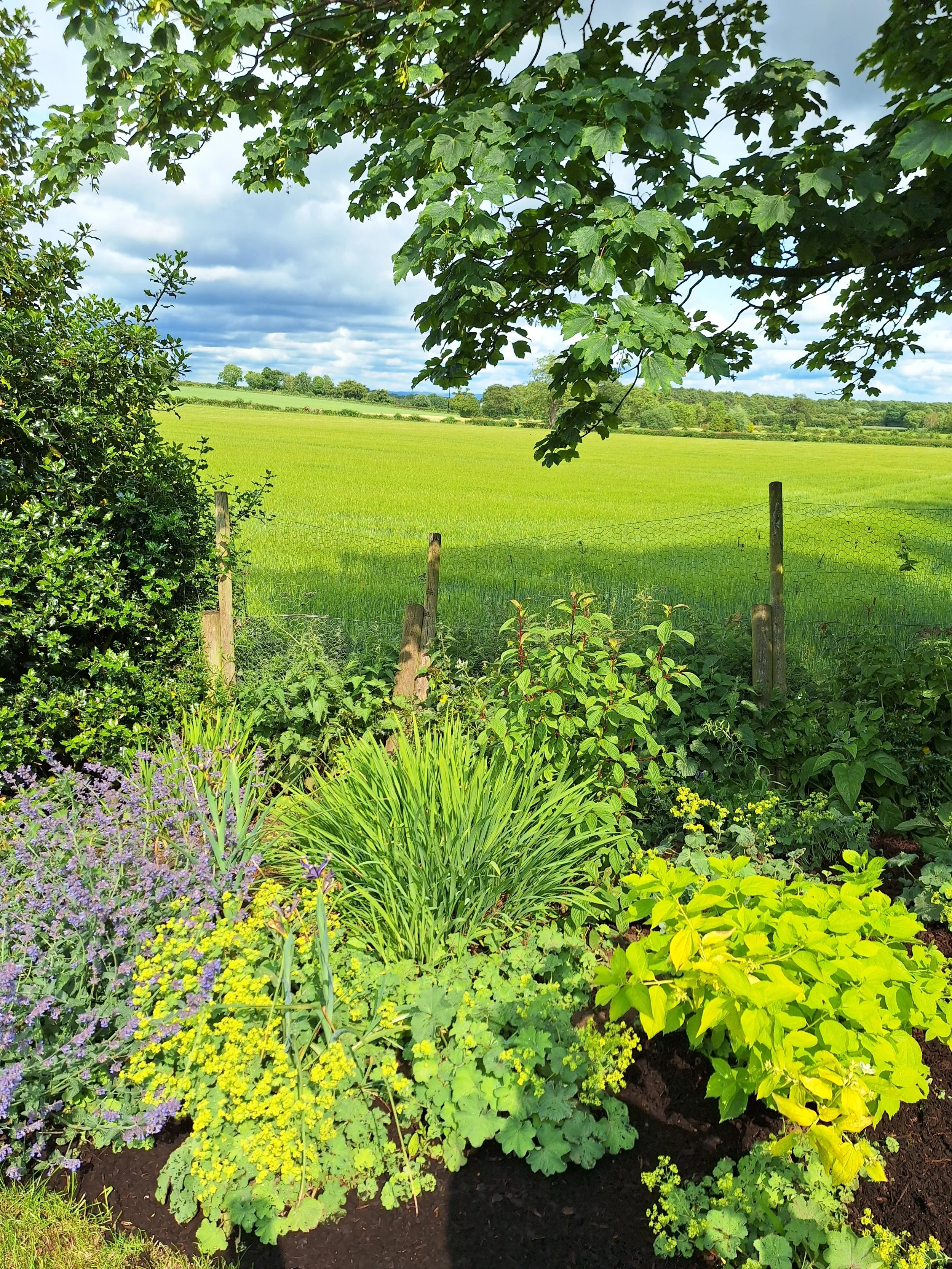 Colorful garden with a variety of green plants and flowers in the foreground, a grassy field and trees in the background, and a partly cloudy sky overhead.
