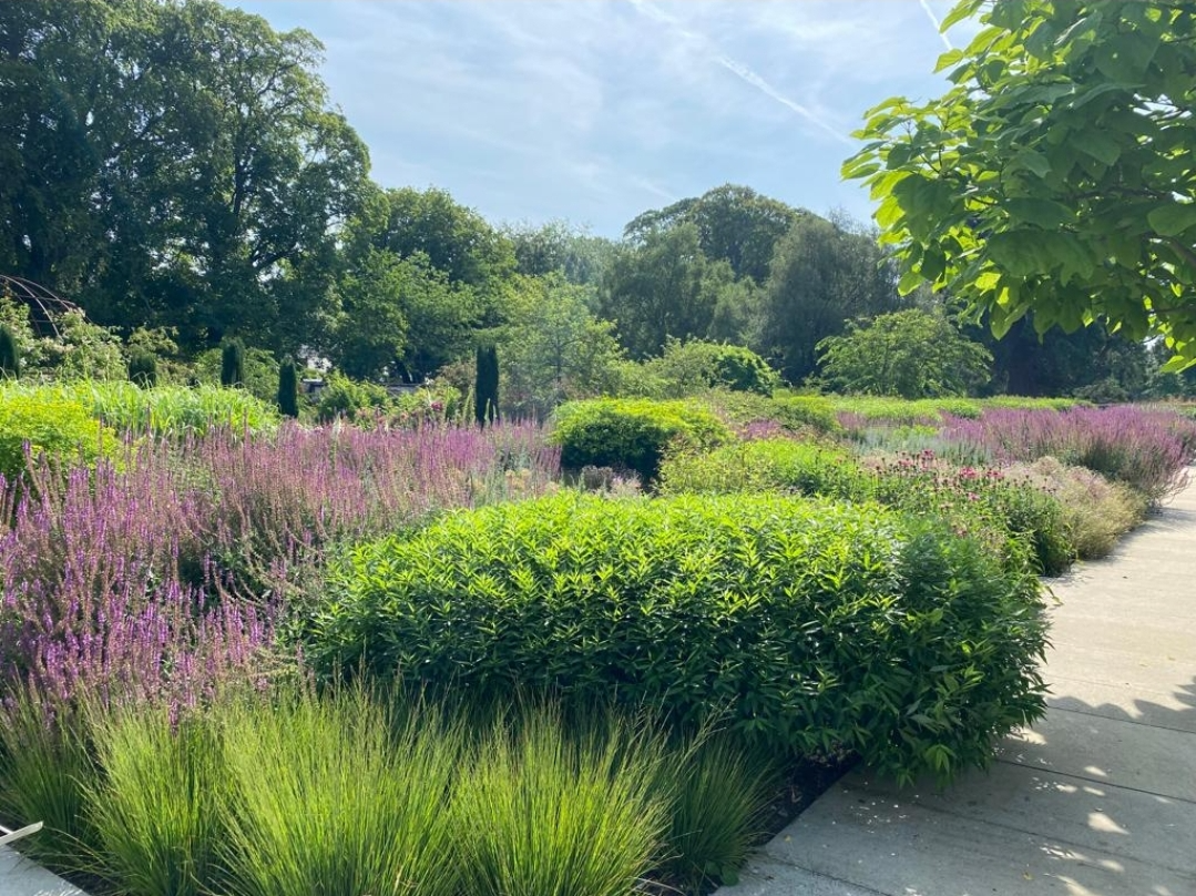 A vibrant garden with lush greenery, purple flowers, and a clear blue sky, bordered by a concrete pathway.