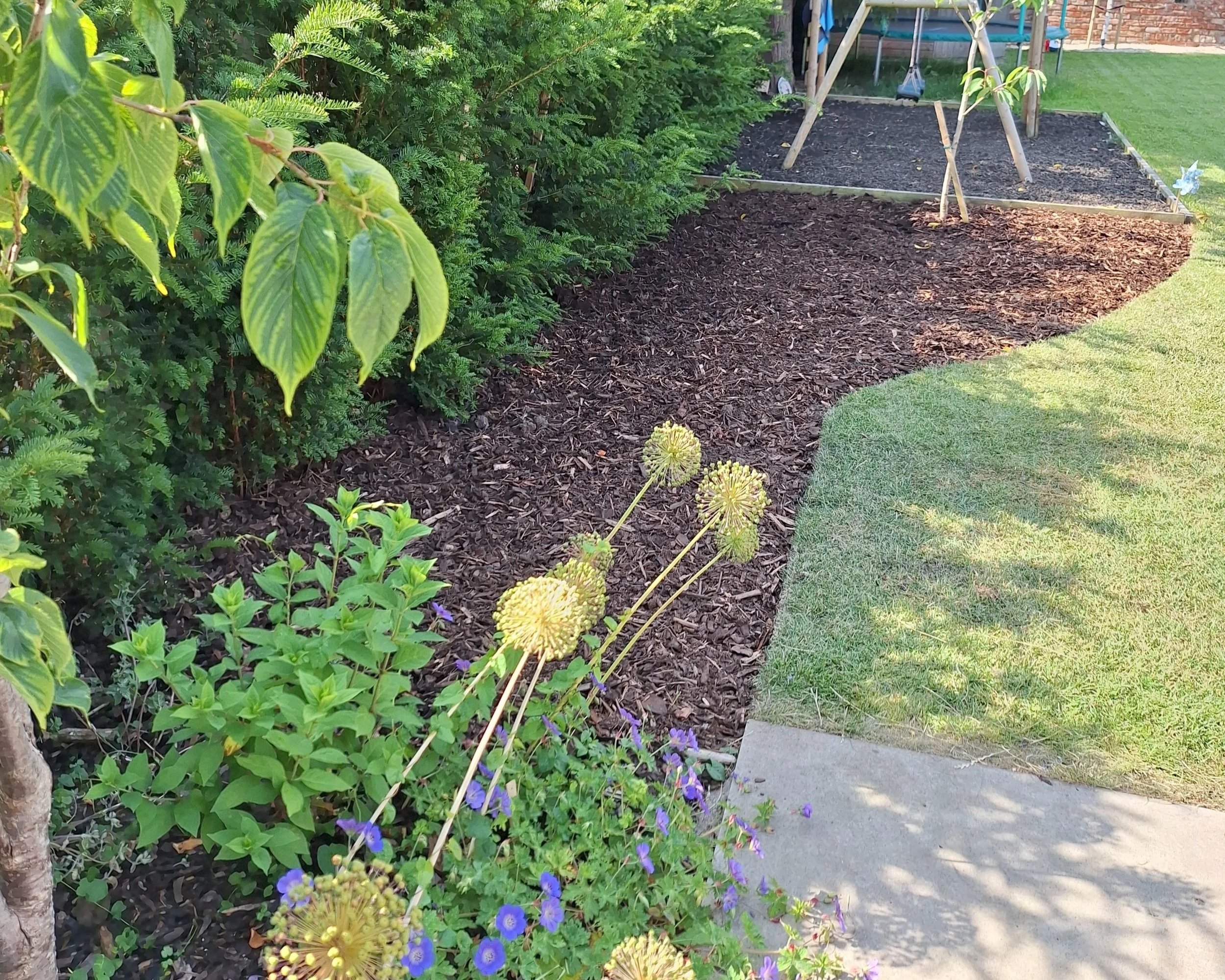 A garden bed with mulch, green bushes, and flowering plants next to a concrete sidewalk and a grassy lawn.