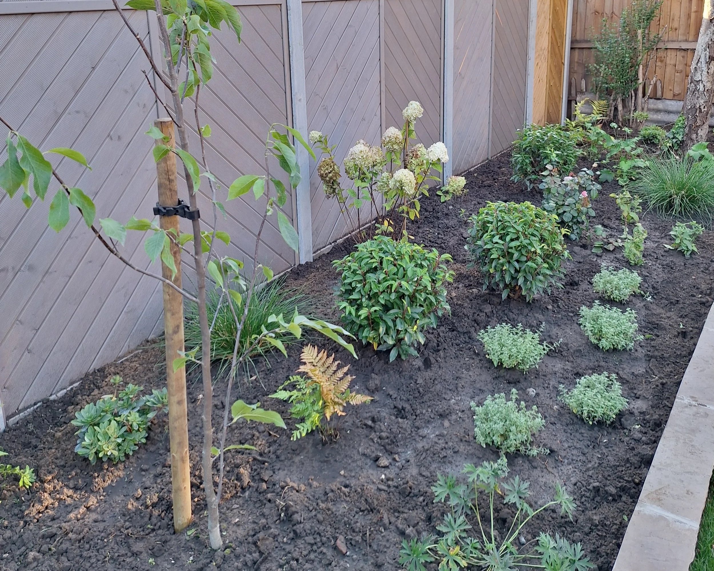 A backyard garden with a newly planted young tree supported by a stake, surrounded by various bushes and small plants, with a wooden fence in the background.