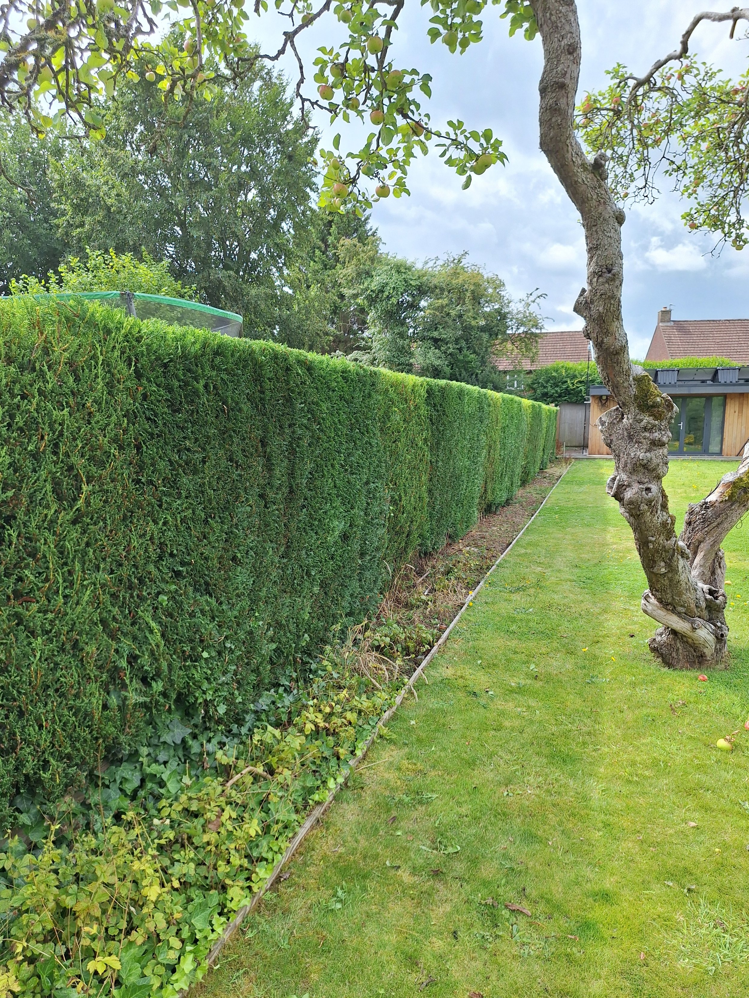 A neatly trimmed hedge runs along the left side of a lush green lawn, with a tree with twisted branches on the right. In the background, there are houses with tiled roofs and a modern wooden shed.