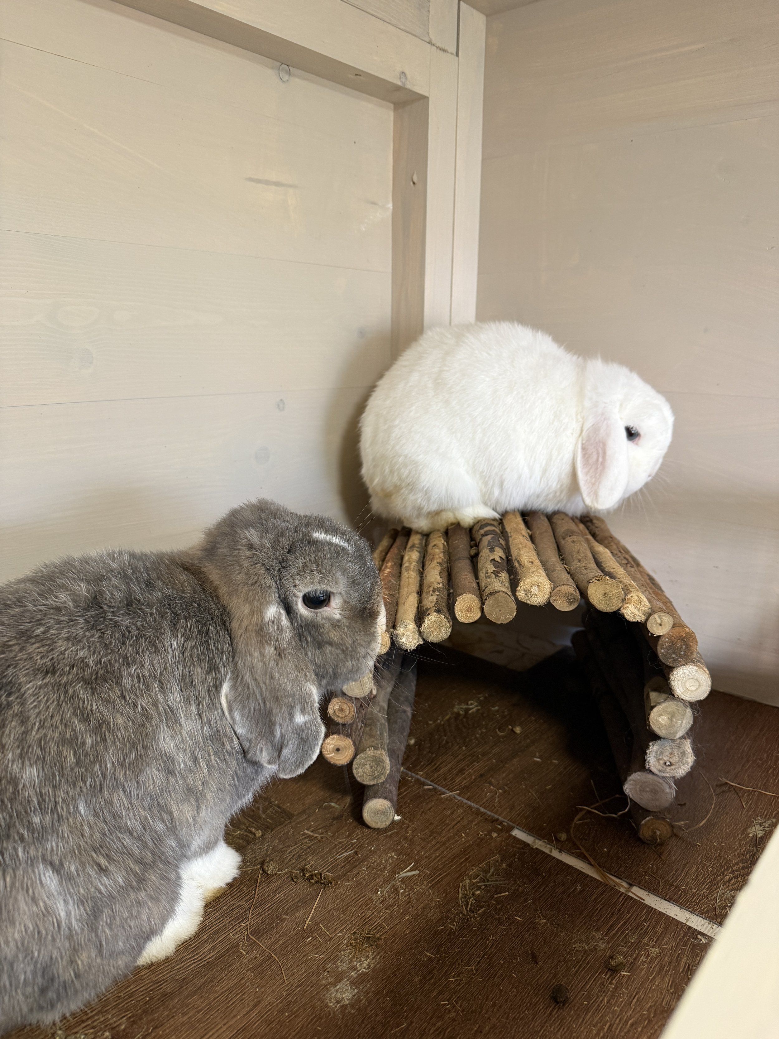 Albus & Luna