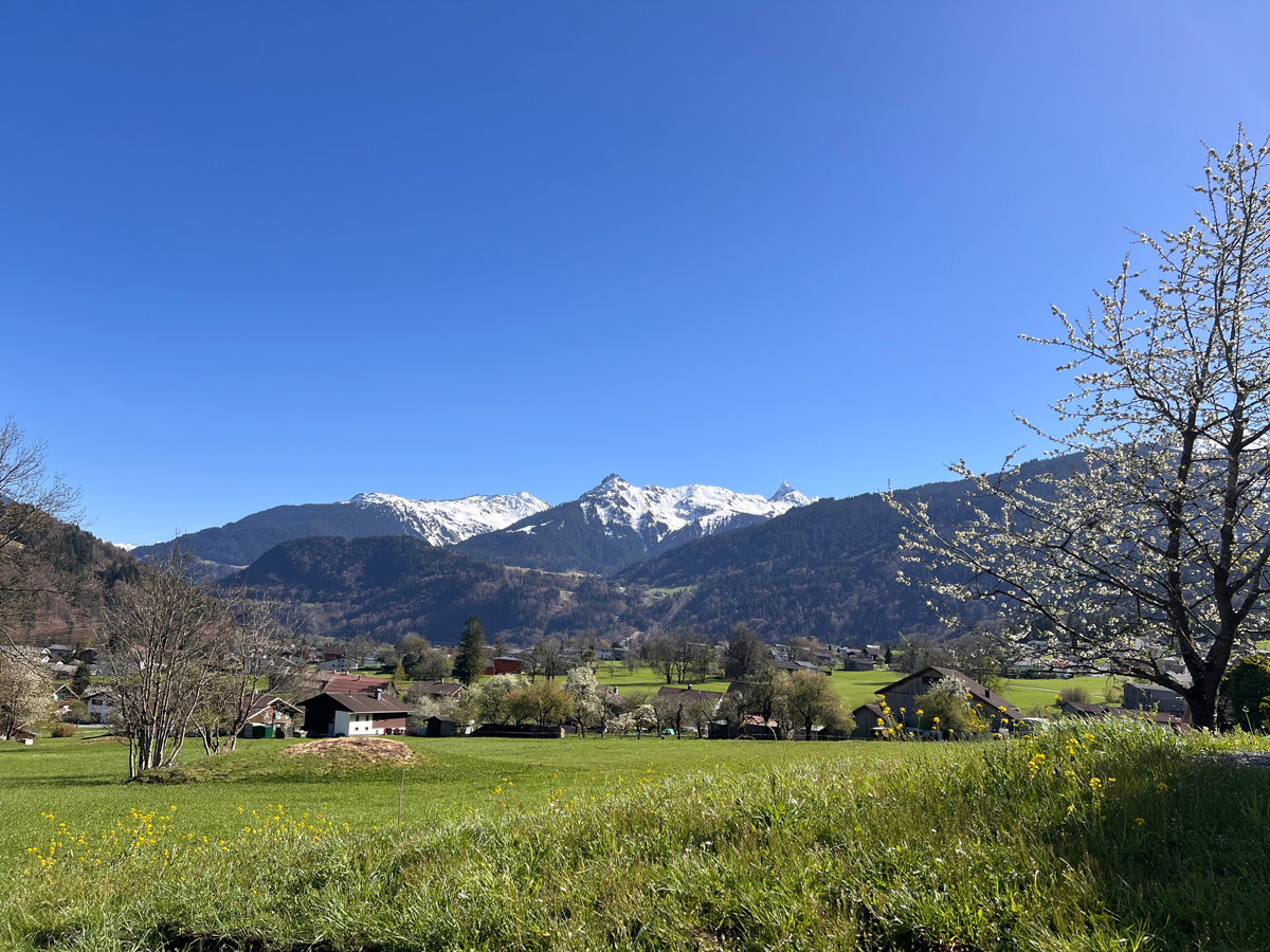 Berglandschaft mit schneebedeckten Gipfeln, grünen Feldern und blühenden Bäumen im Frühling bei klarem blauen Himmel.