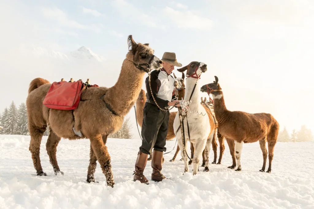 Ein Mann mit mehreren Lamas in verschneiter Berglandschaft bei Sonnenaufgang.