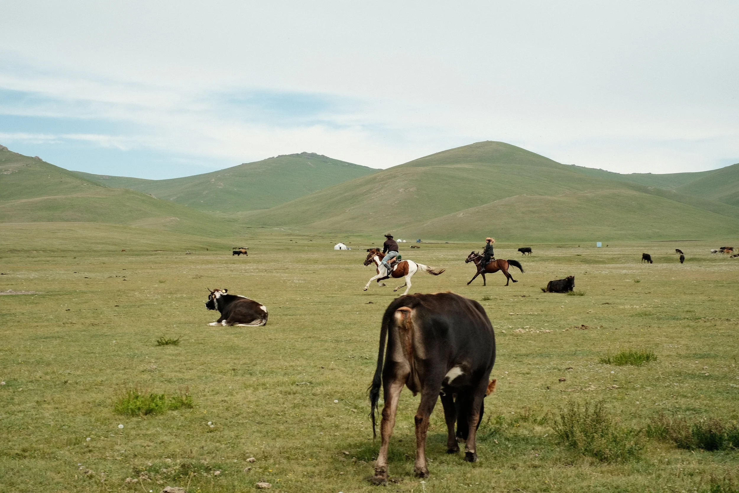 Two cowboys riding horses across a vast green plains with grazing cows and a hill in the background.