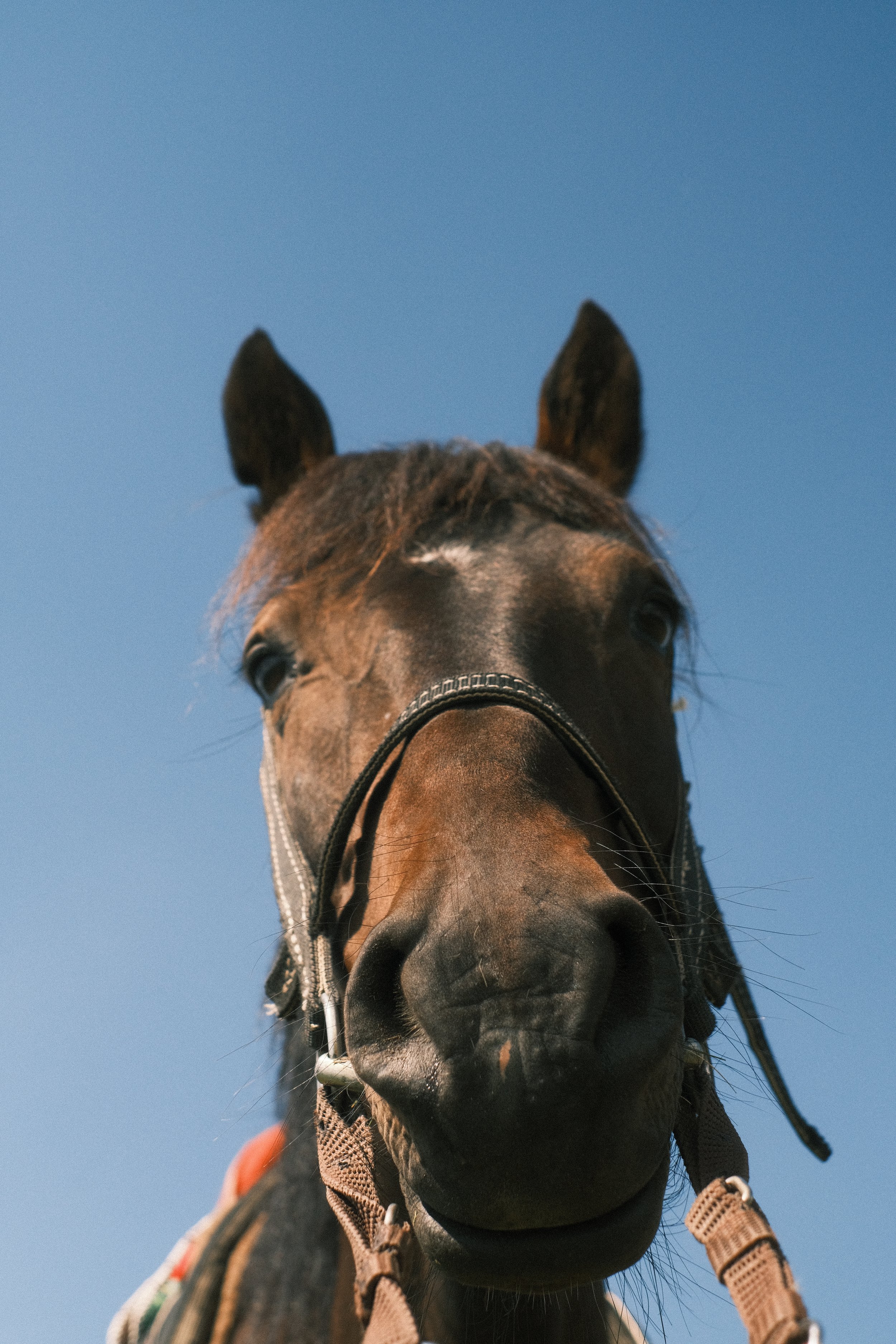 Close-up of a horse's face with a halter, against a clear blue sky.