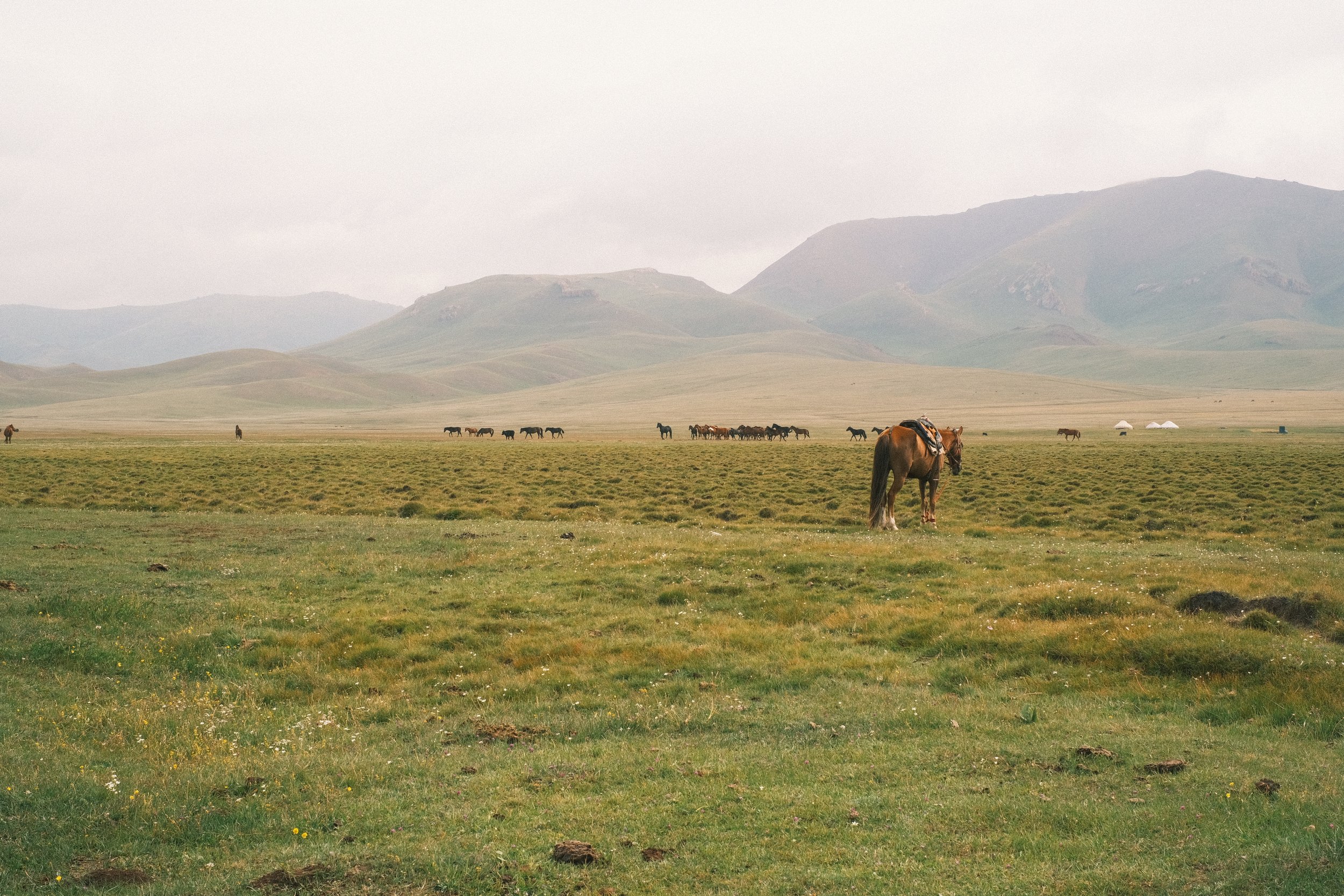 Open grassland with a solitary horse in the foreground, distant herd of horses, rolling hills, and mountains under cloudy sky.