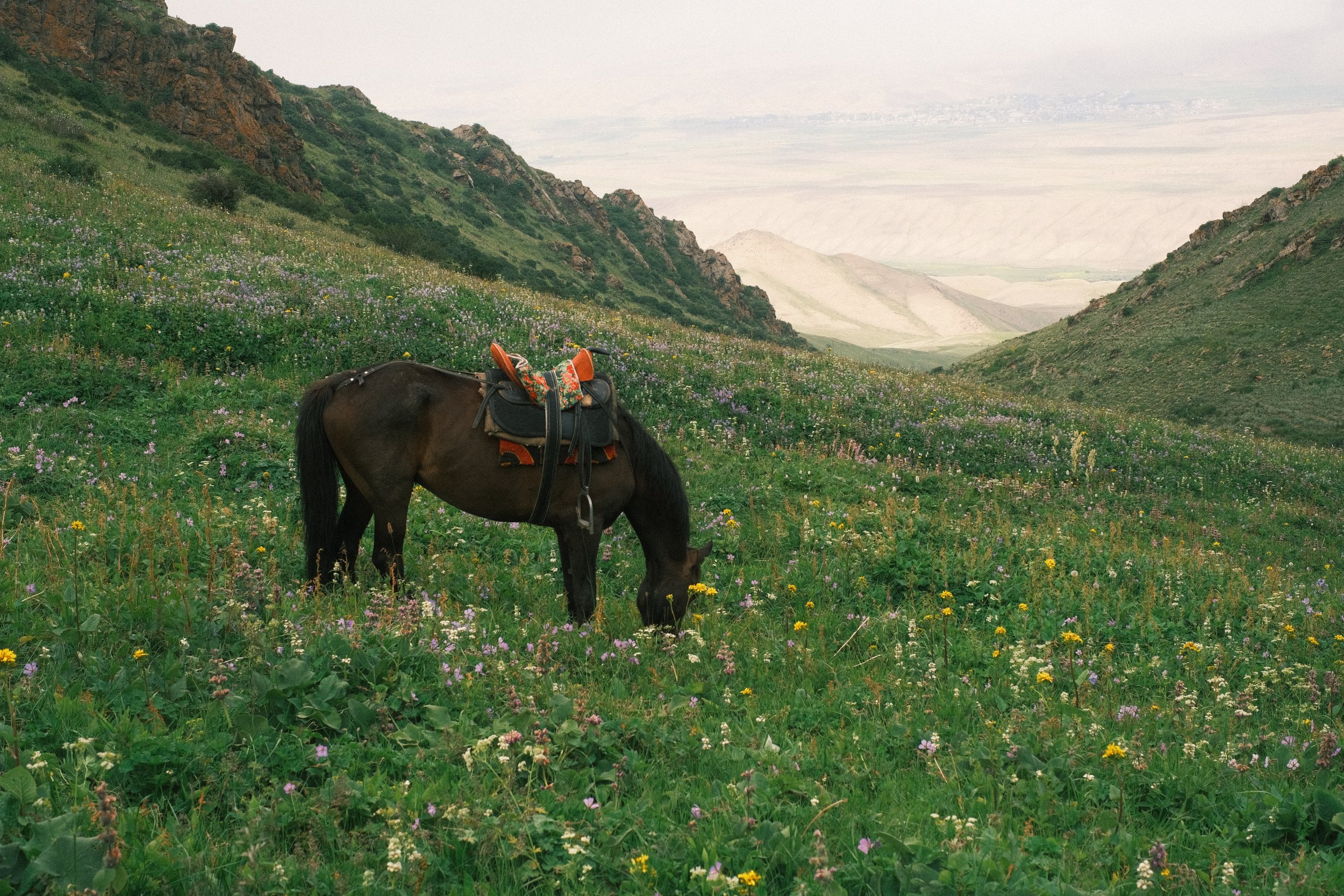 A black horse grazing in a lush green meadow with colorful wildflowers, surrounded by rolling hills and mountains under a cloudy sky.