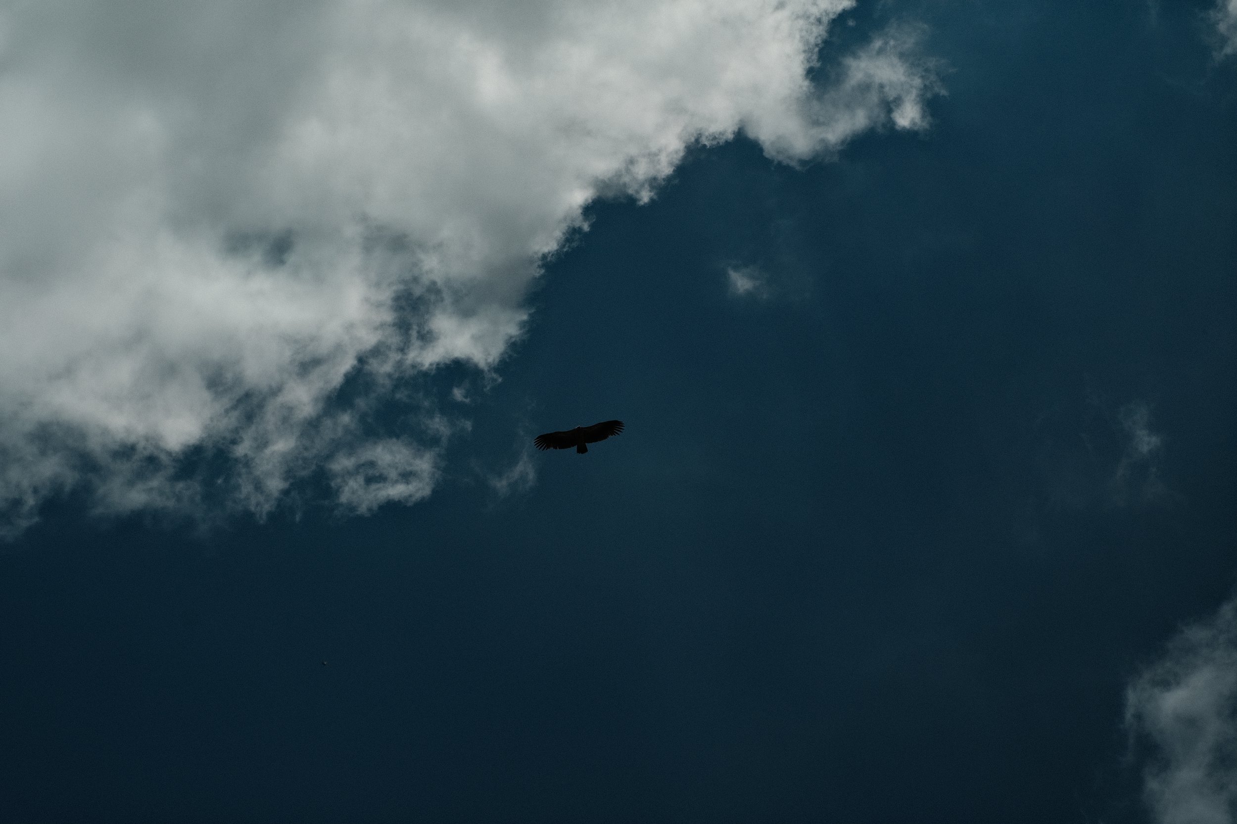 A bird flying across a partly cloudy sky.