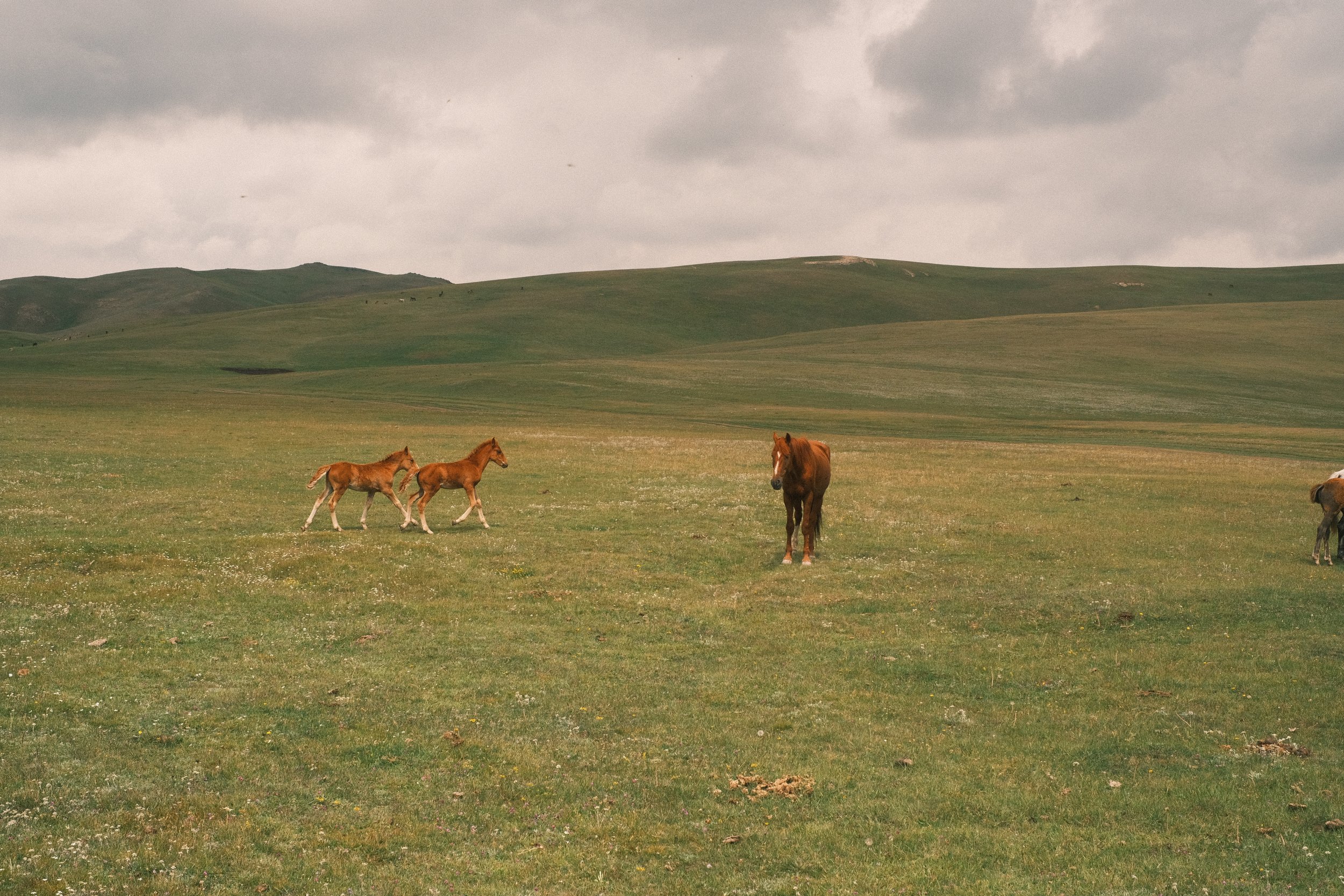 A grassy plain with a few horses and foals, green rolling hills in the background, under a cloudy sky.