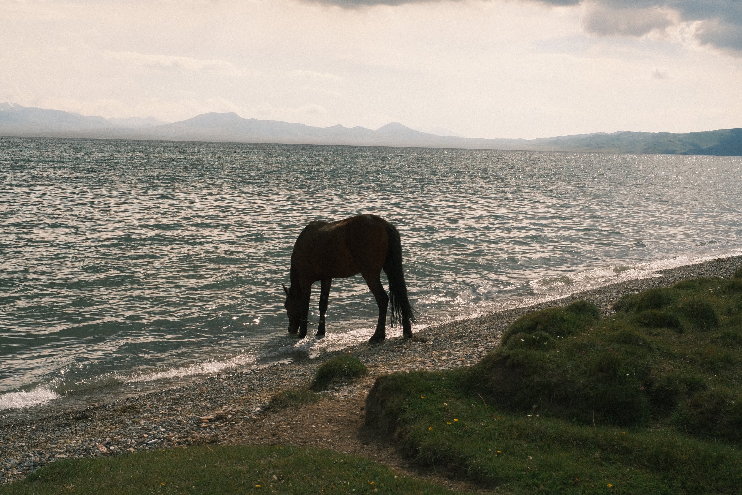 A horse drinking water along a shoreline with mountains in the background under a cloudy sky.