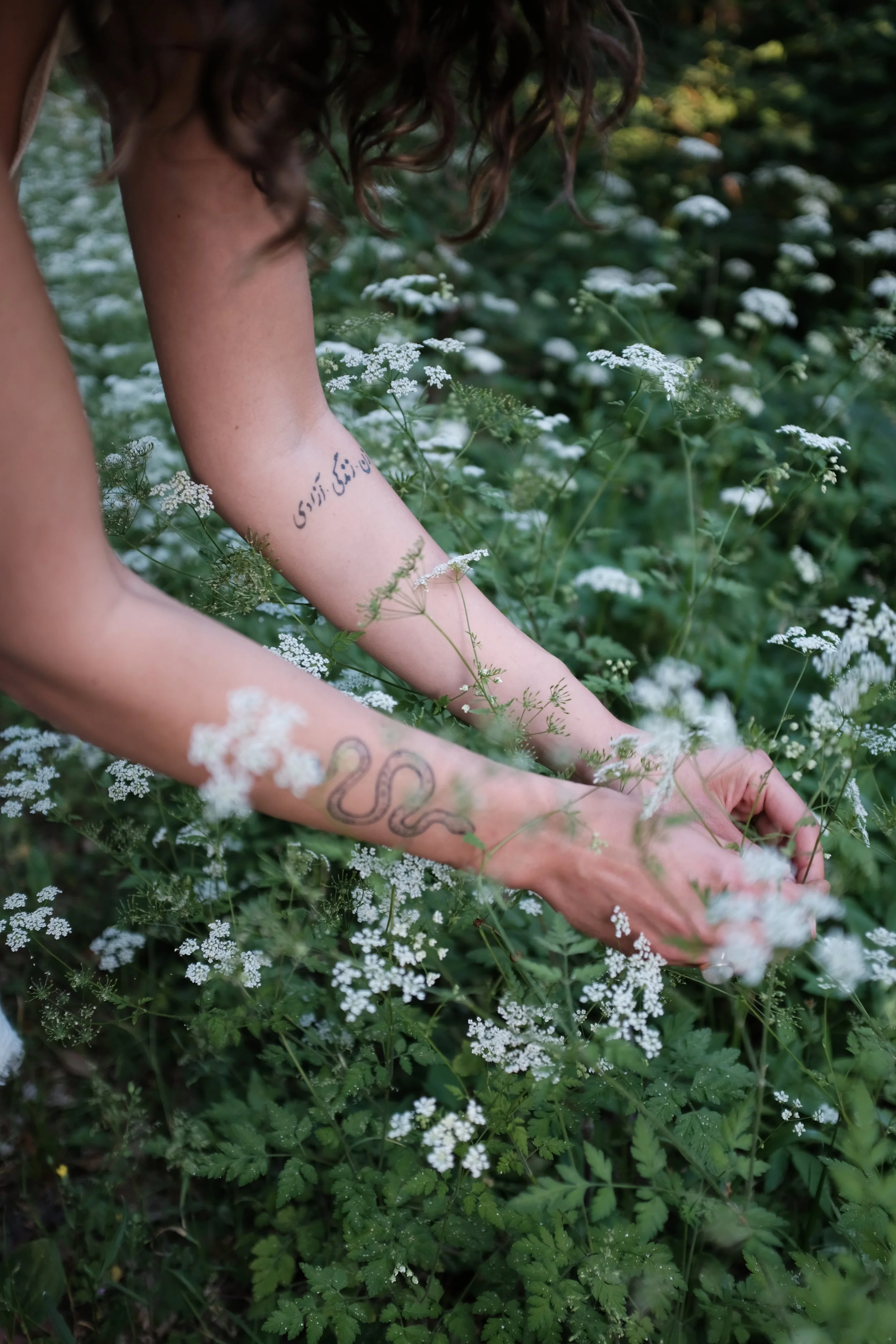 Naheaufnahme von Händen, die durch grüne Pflanzen mit kleinen weißen Blüten greifen, mit Tattoos an den Armen.