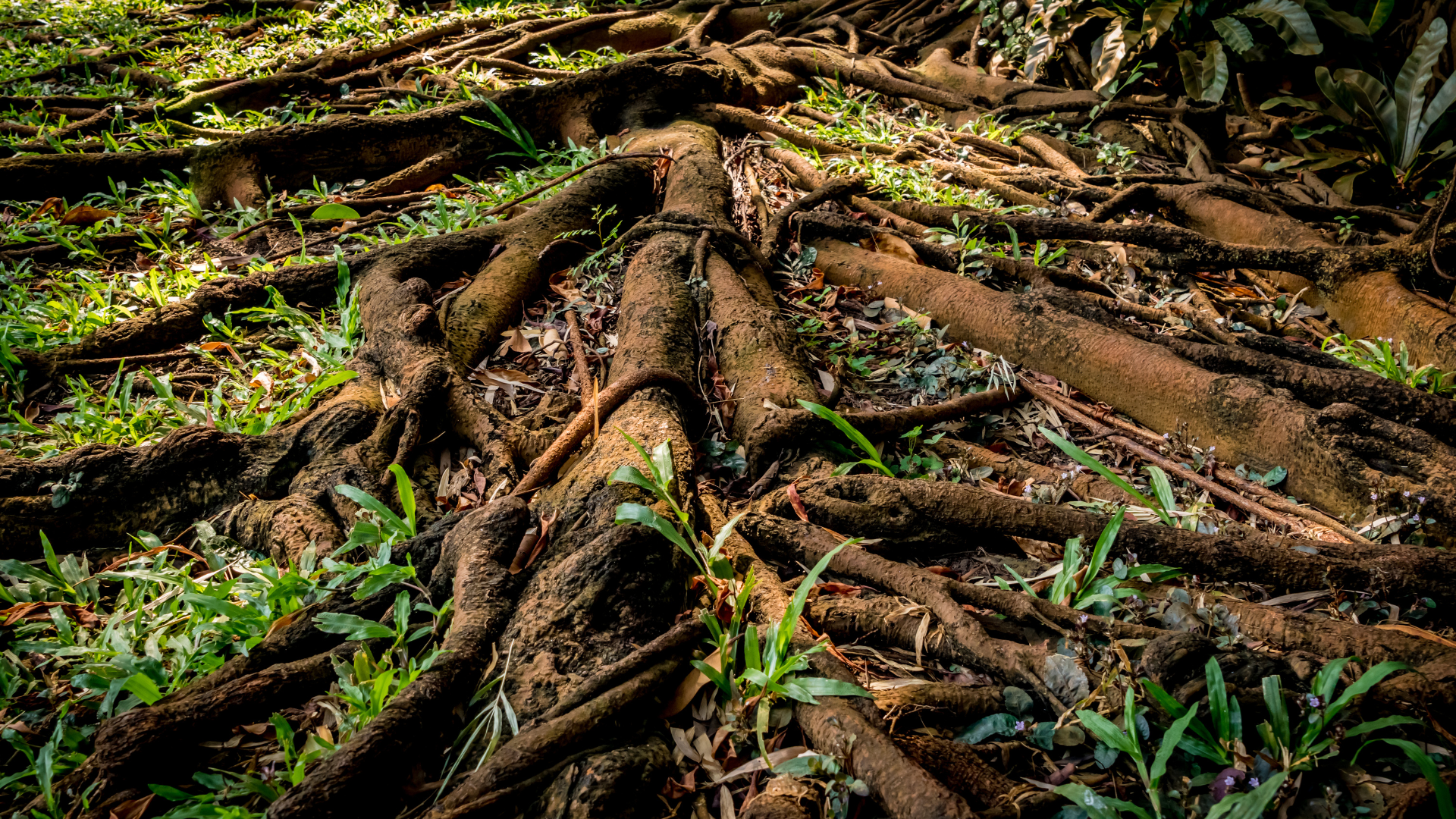 Why Your Underground Network Matters