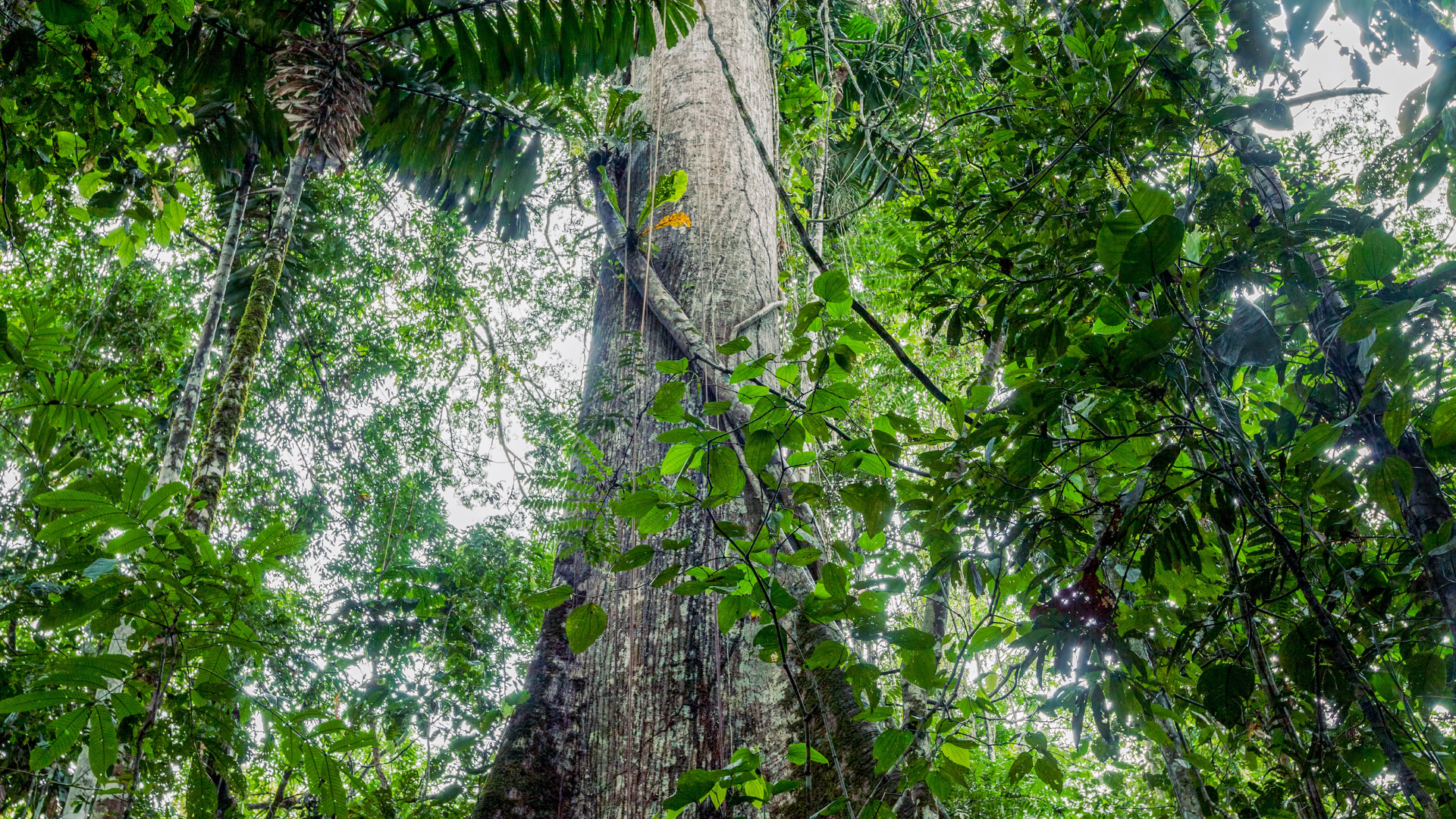 Kapok tree representing career success and underground network for high performers